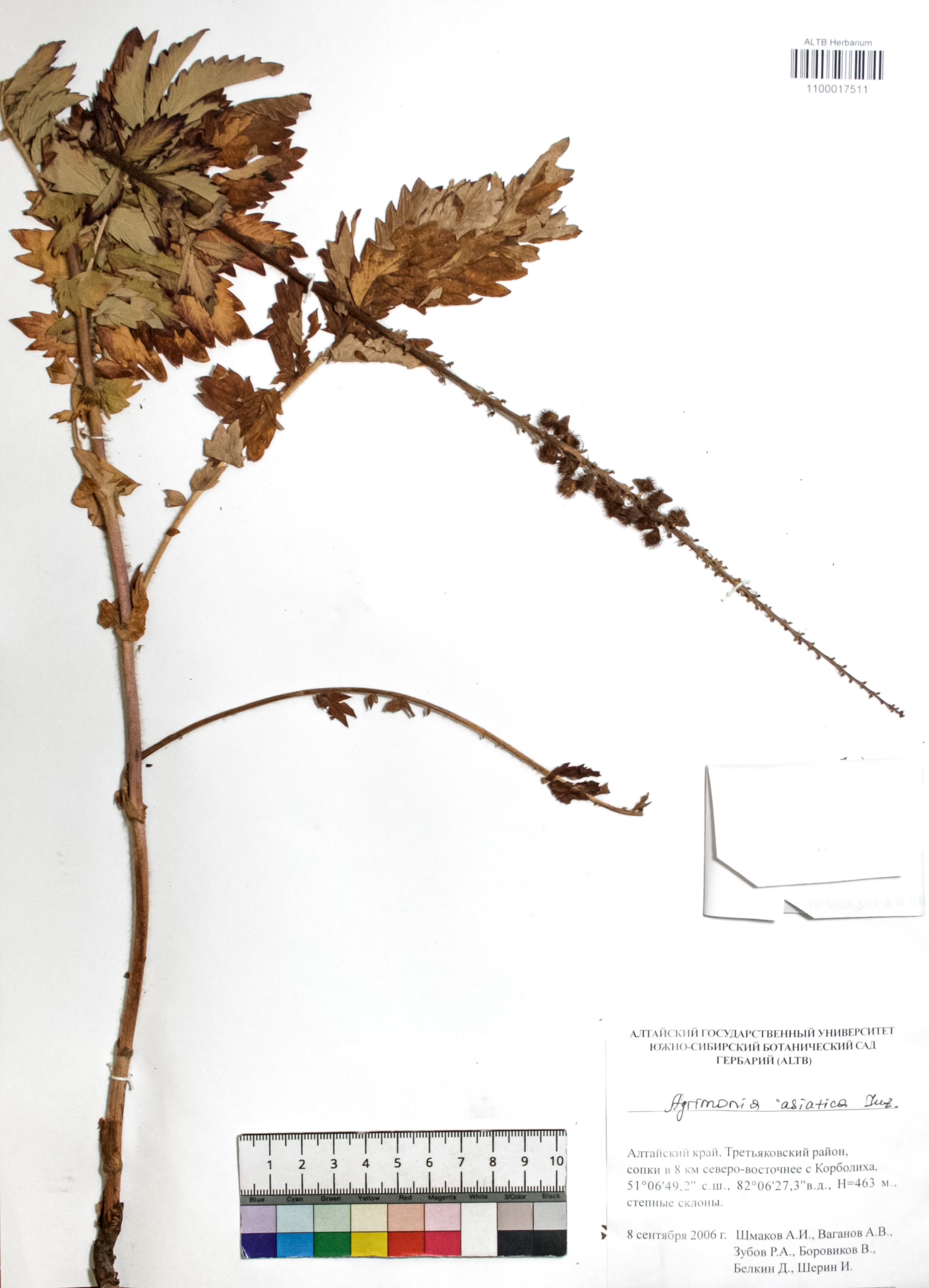 Agrimonia asiatica Juz.