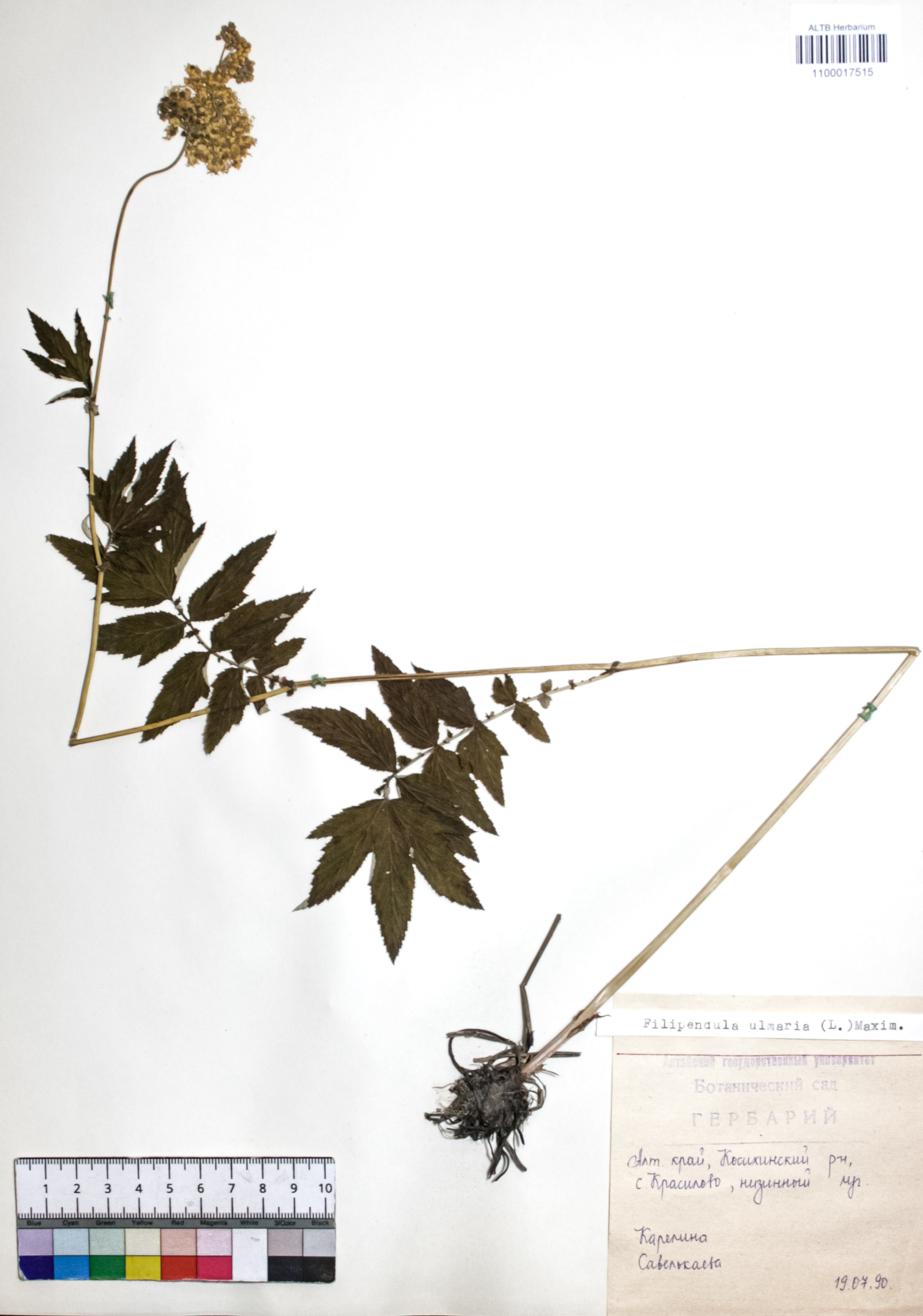 Filipendula ulmaria (L.) Maxim.