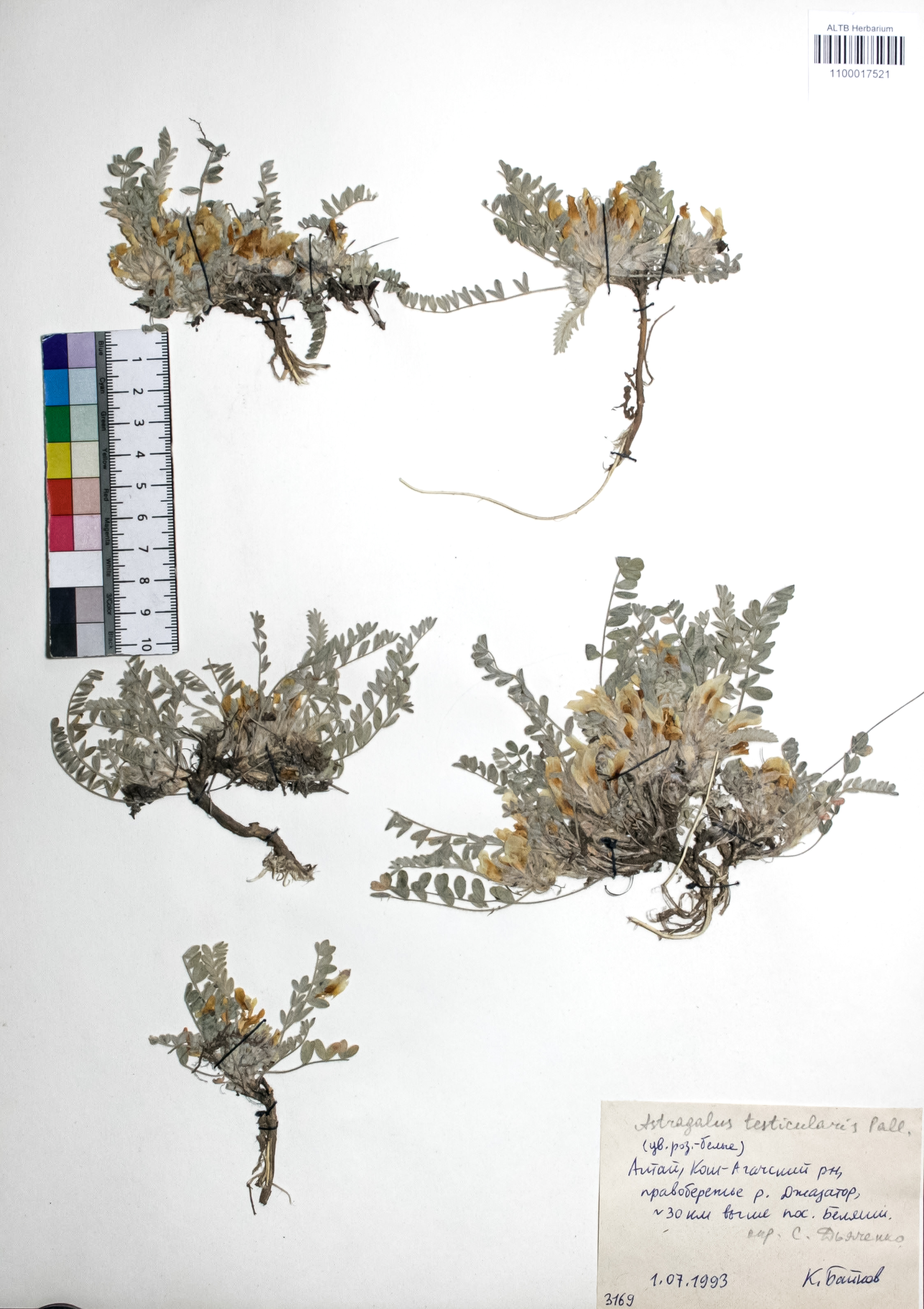 Astragalus testiculatus Pall. 
