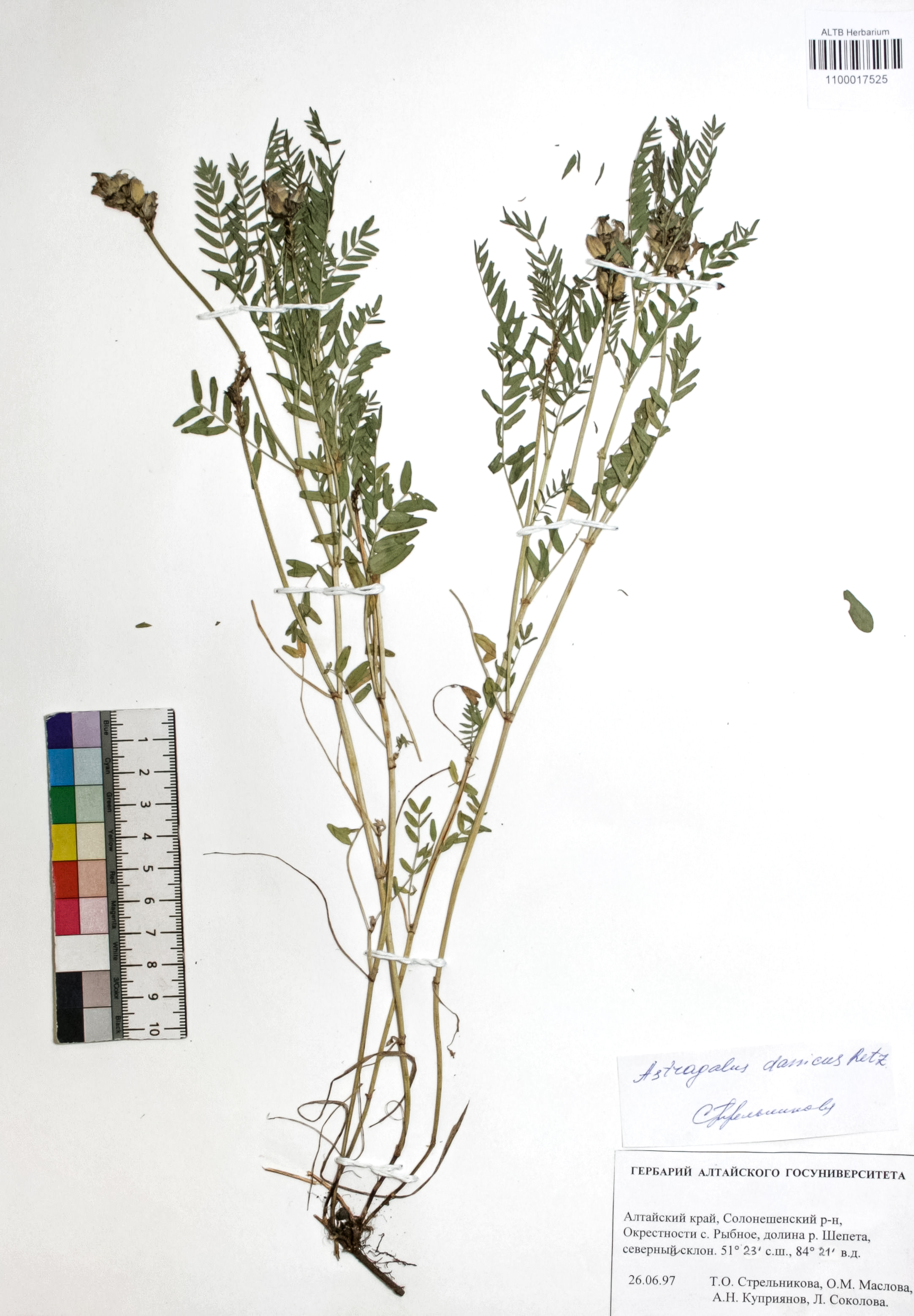 Astragalus danicus Retz.