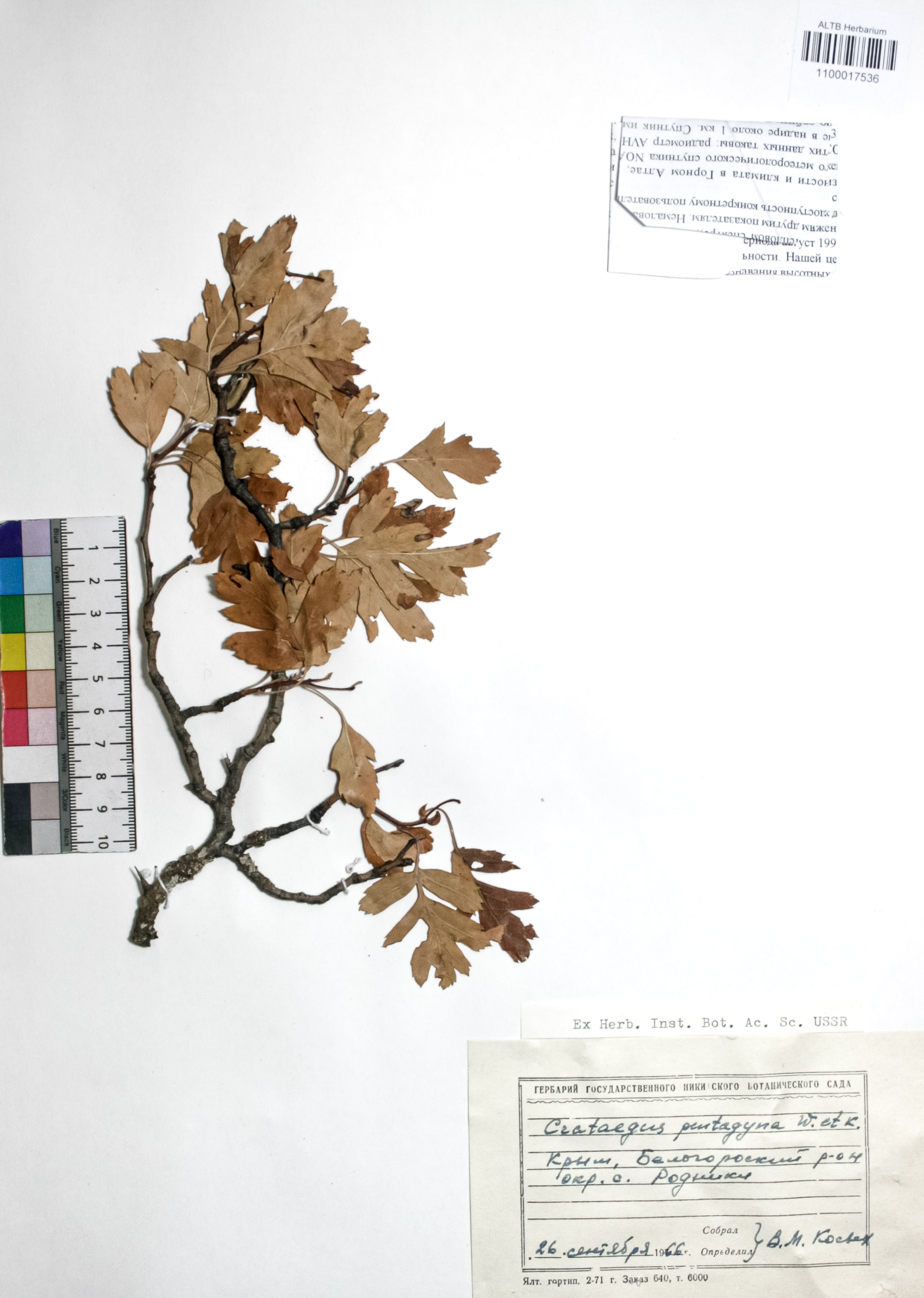 Crataegus pentagyna Waldst. & Kit.