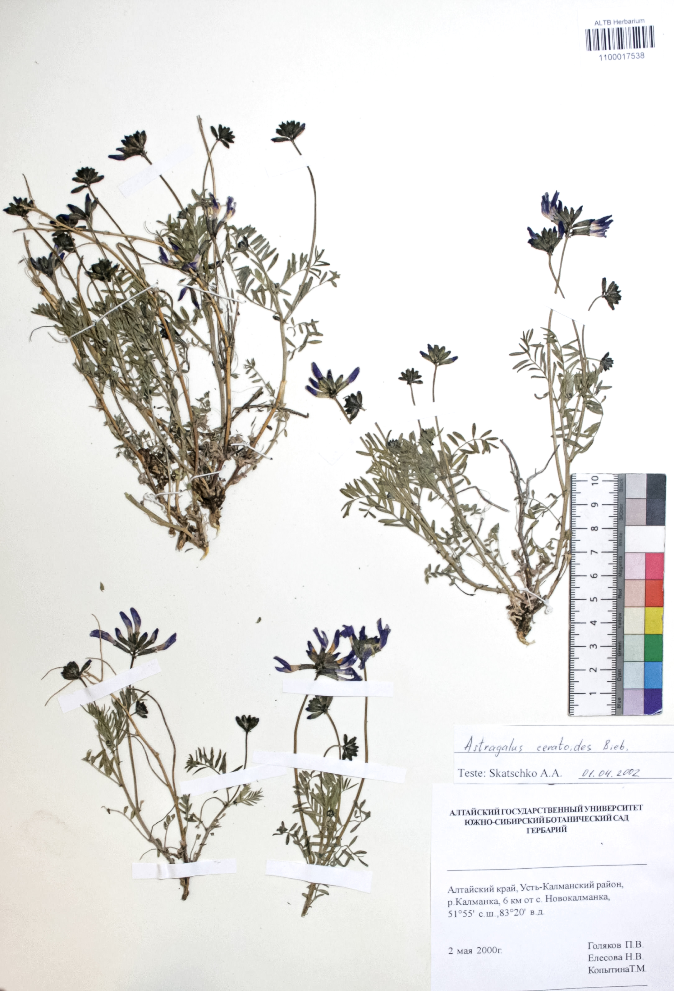 Astragalus ceratoides Bieb