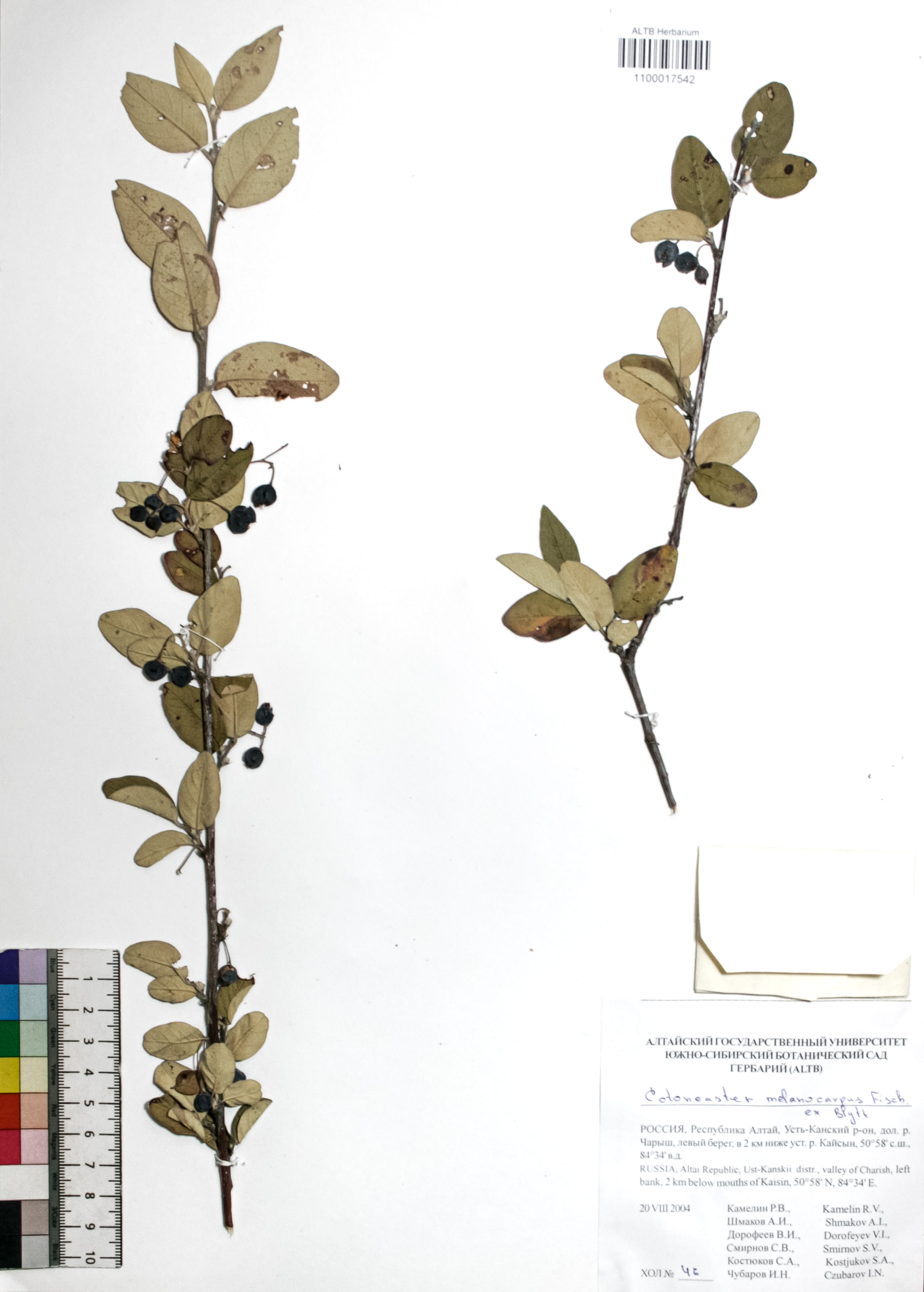Cotoneaster melanocarpus Fisch. ex Blytt