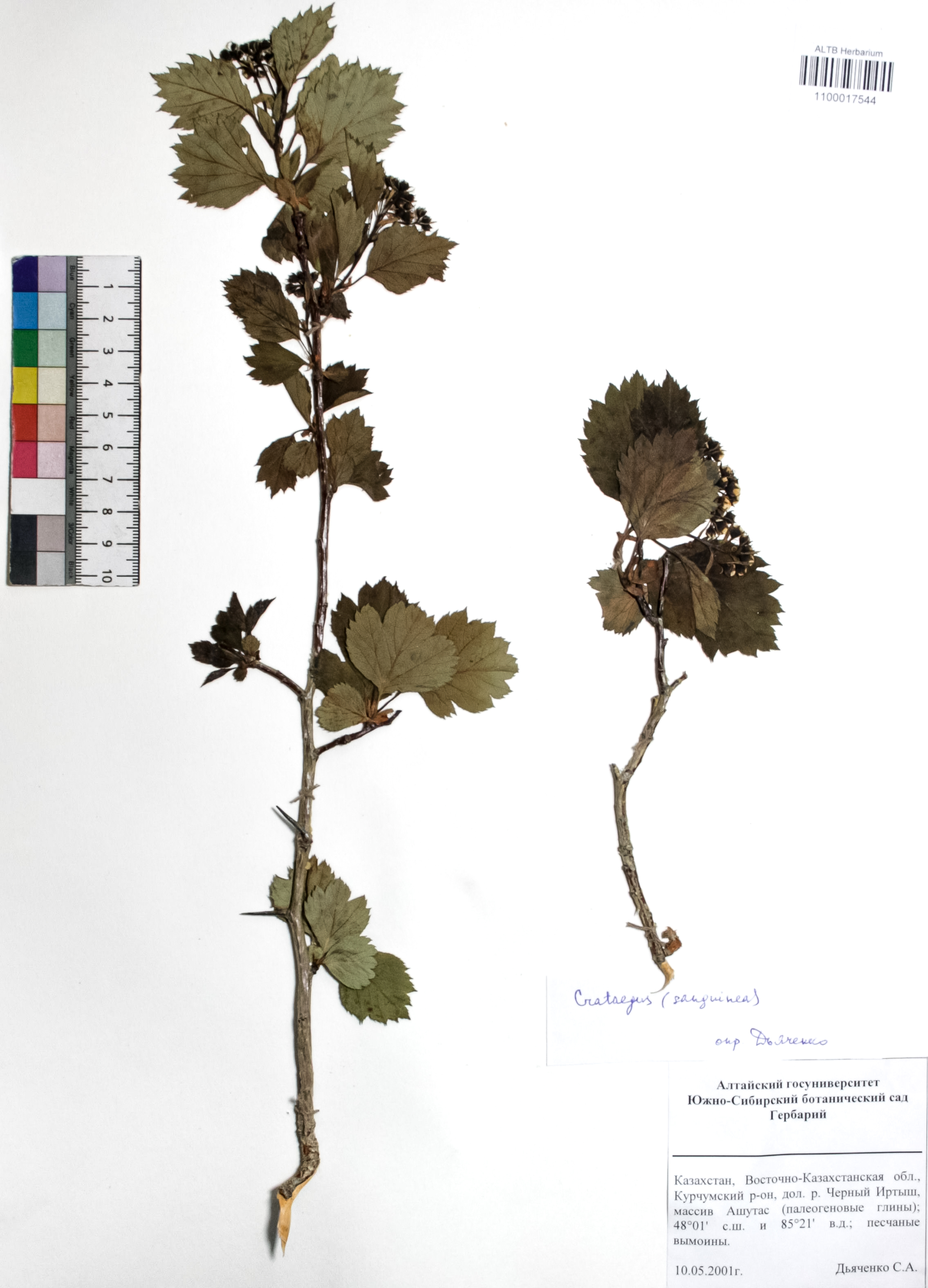 Crataegus sanguinea Pall.