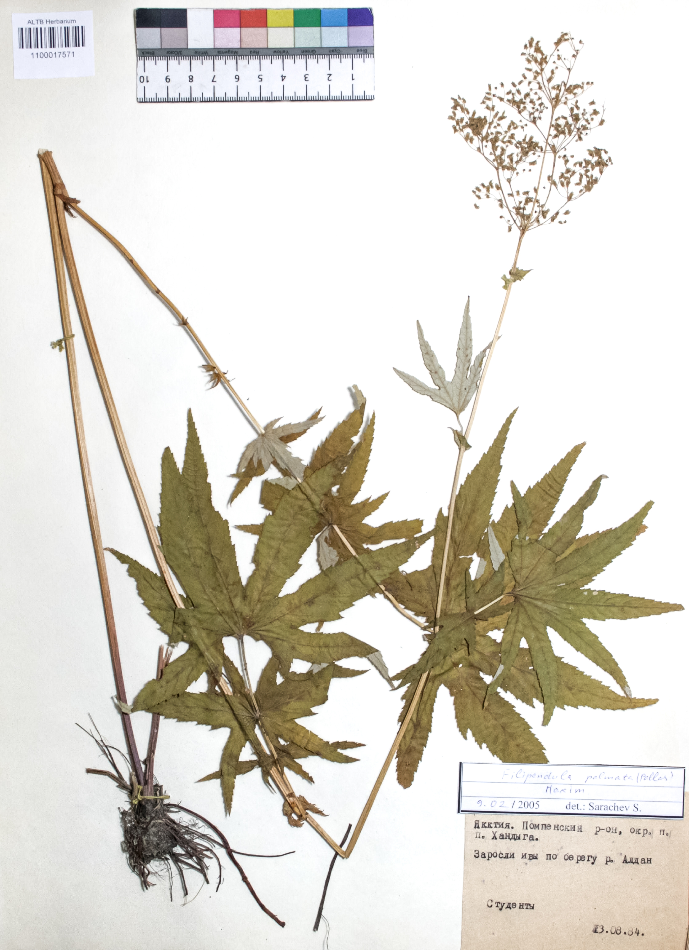 Filipendula palmata (Pall.) Maxim.