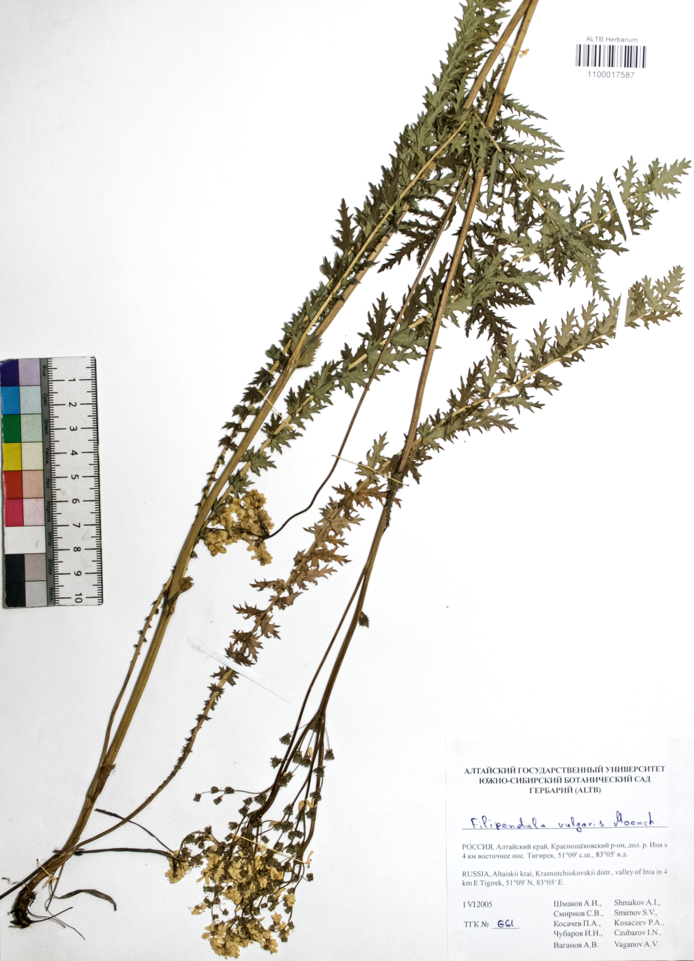 Filipendula vulgaris Moench