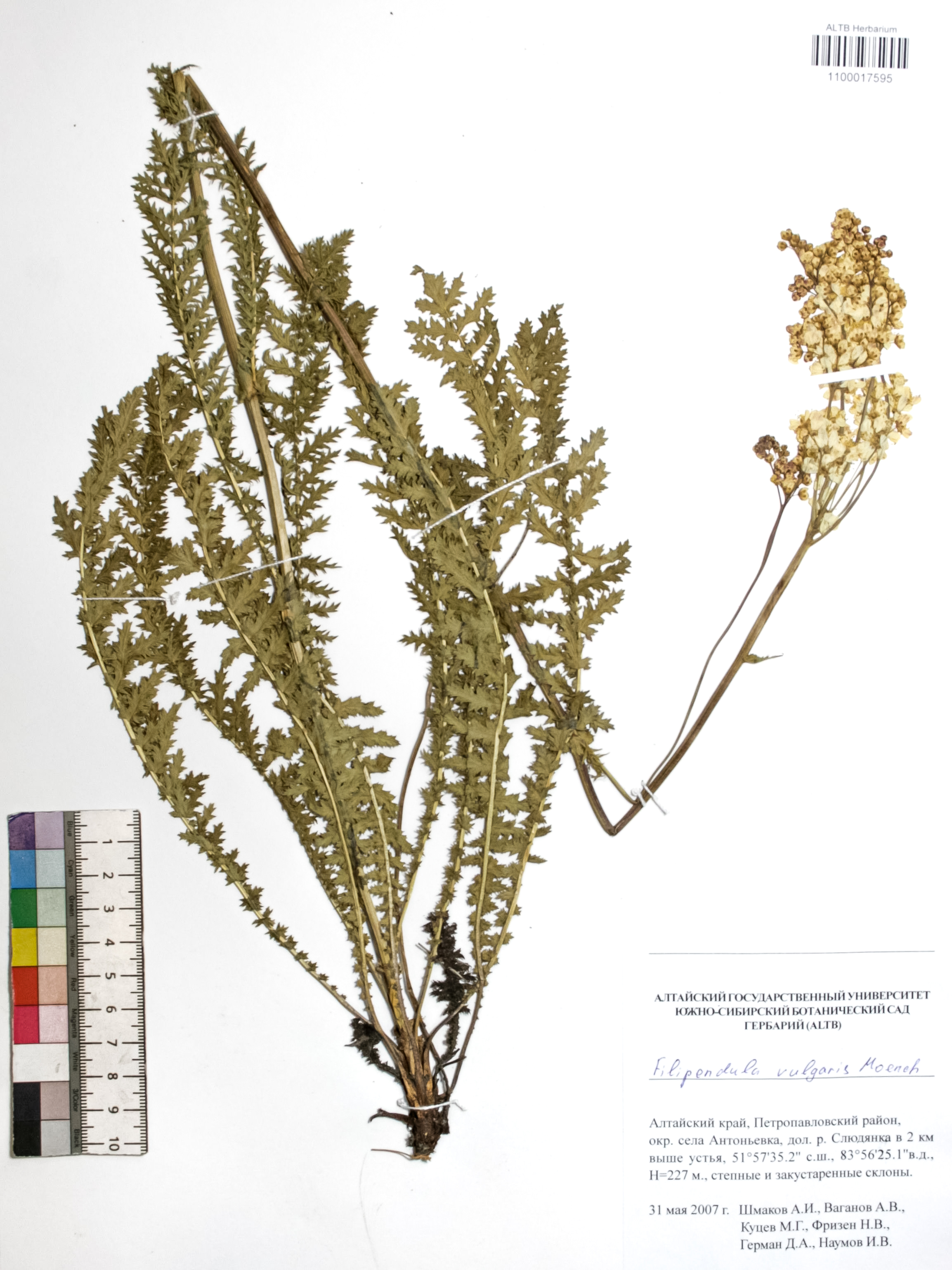 Filipendula vulgaris Moench
