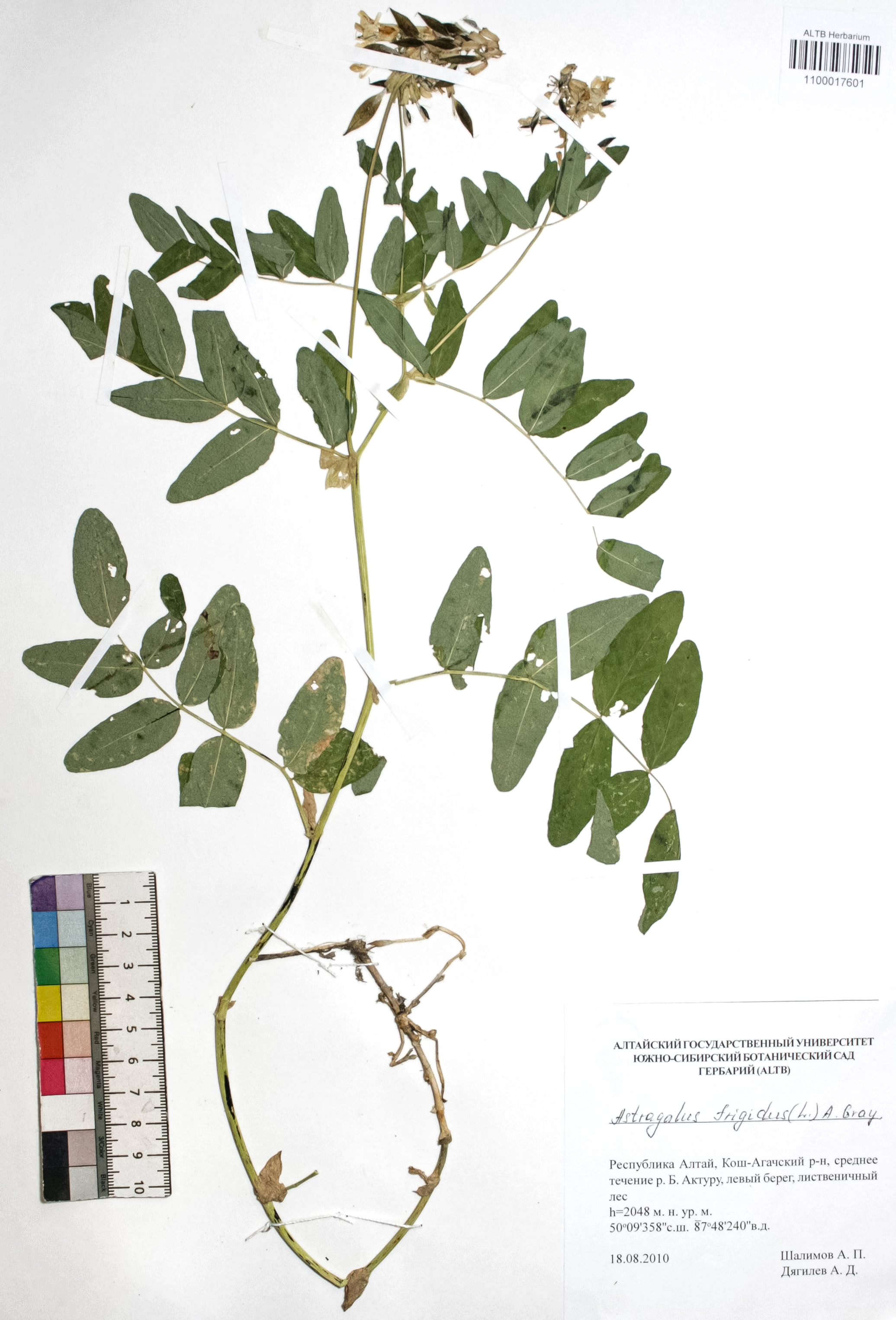 Astragalus frigidus (L.) A. Gray