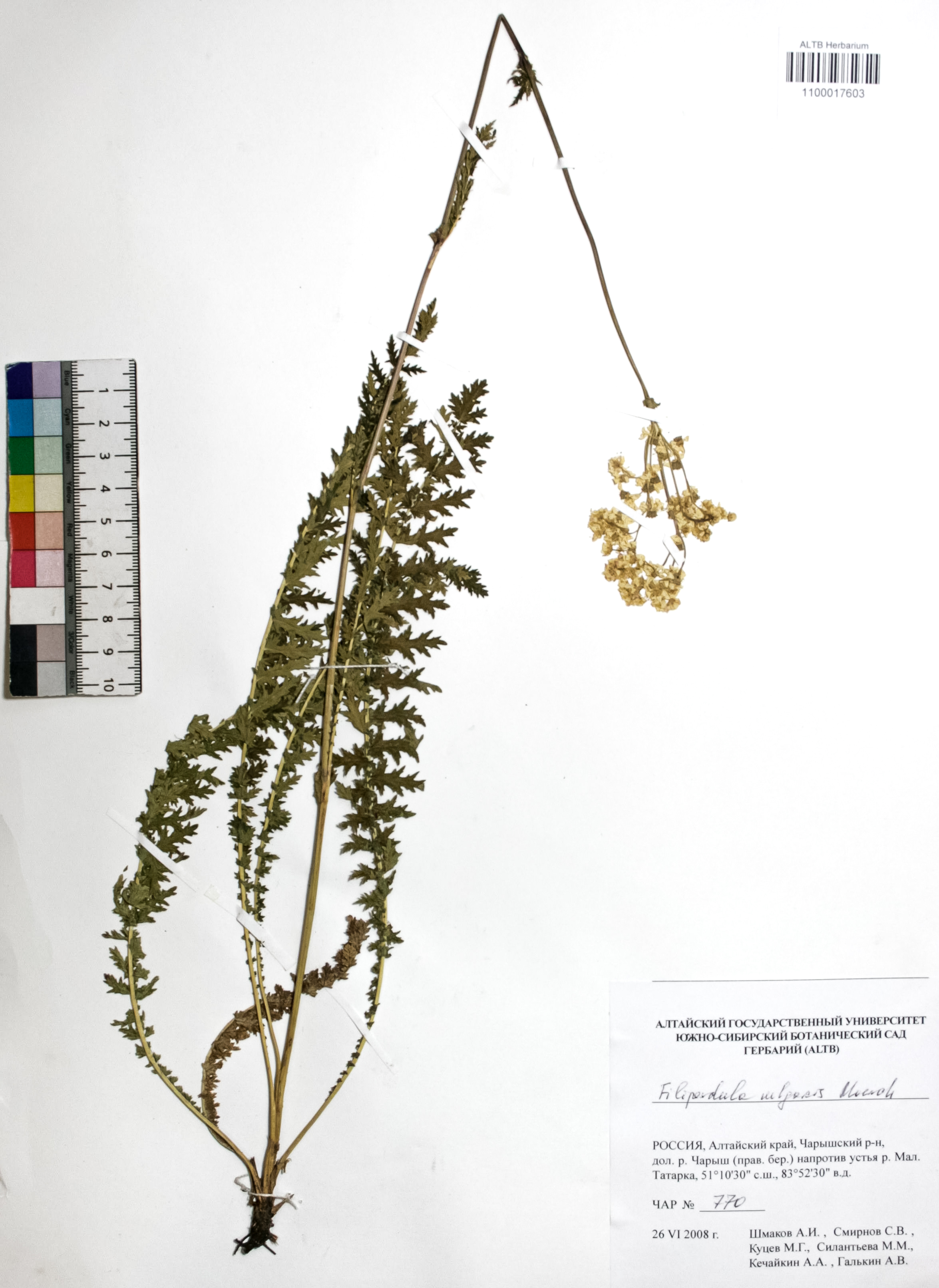 Filipendula vulgaris Moench
