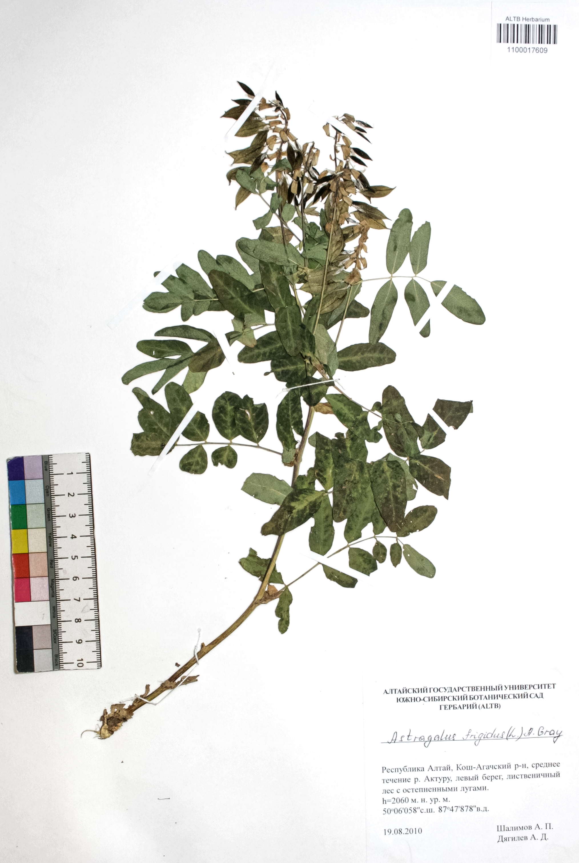 Astragalus frigidus (L.) A. Gray