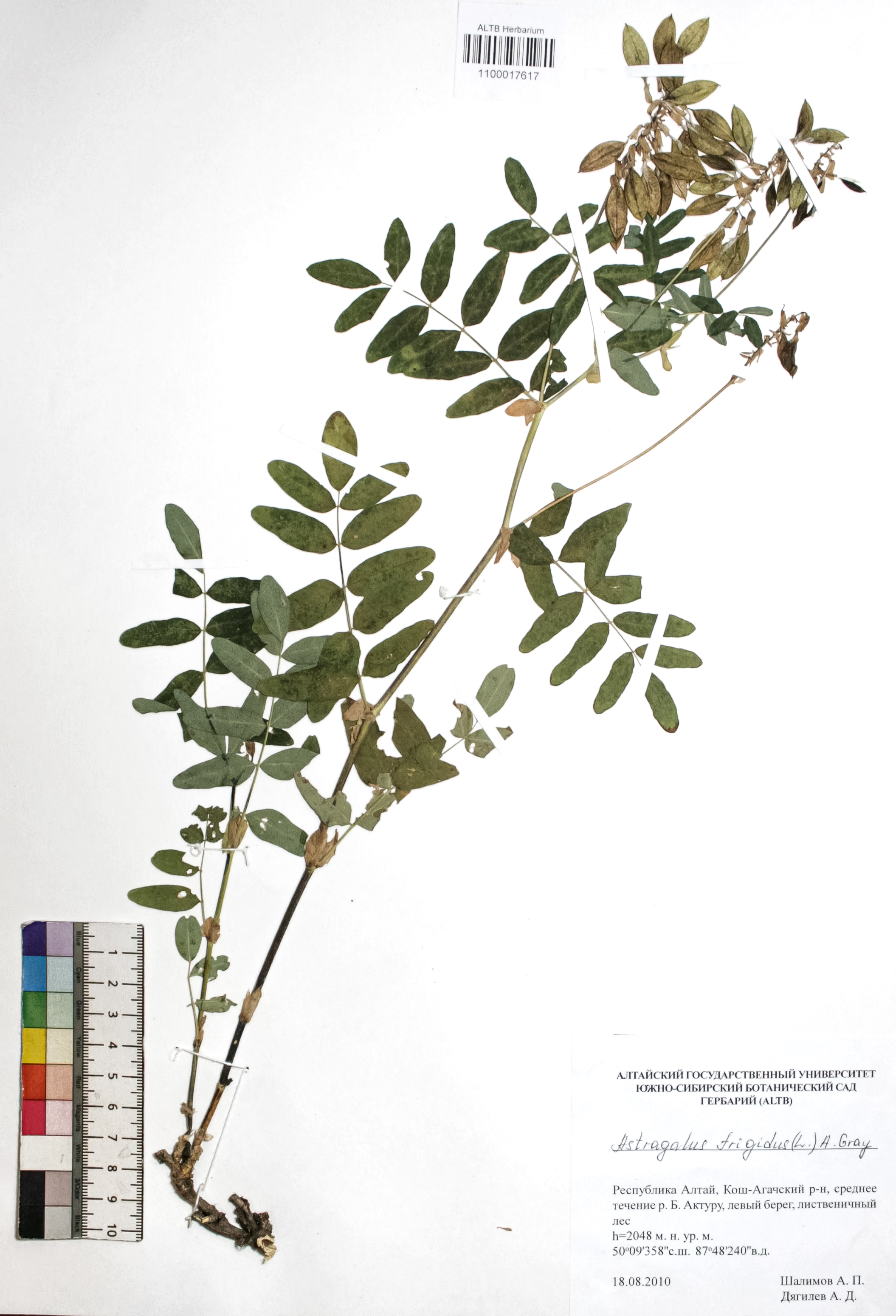 Astragalus frigidus (L.) A. Gray