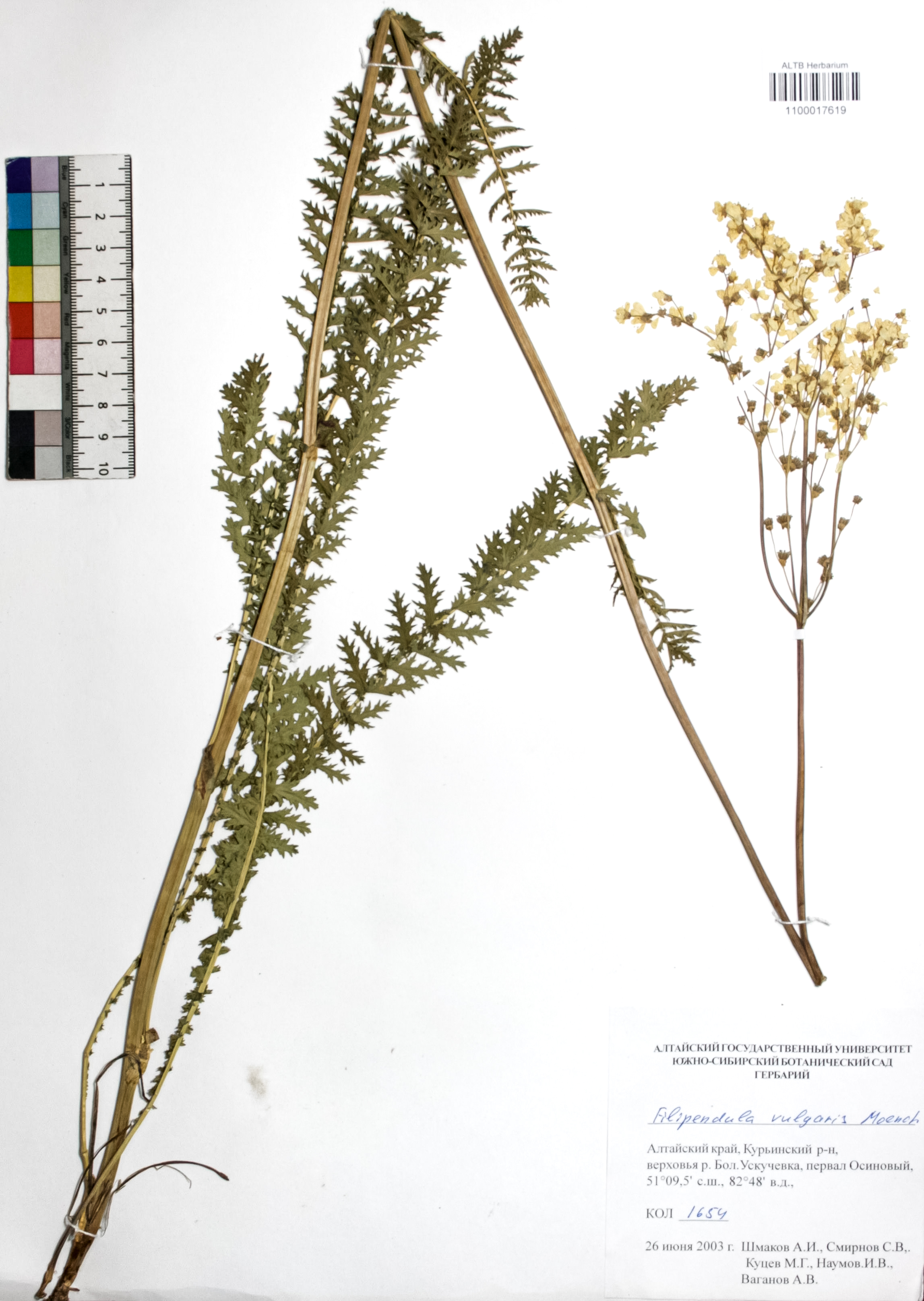 Filipendula vulgaris Moench