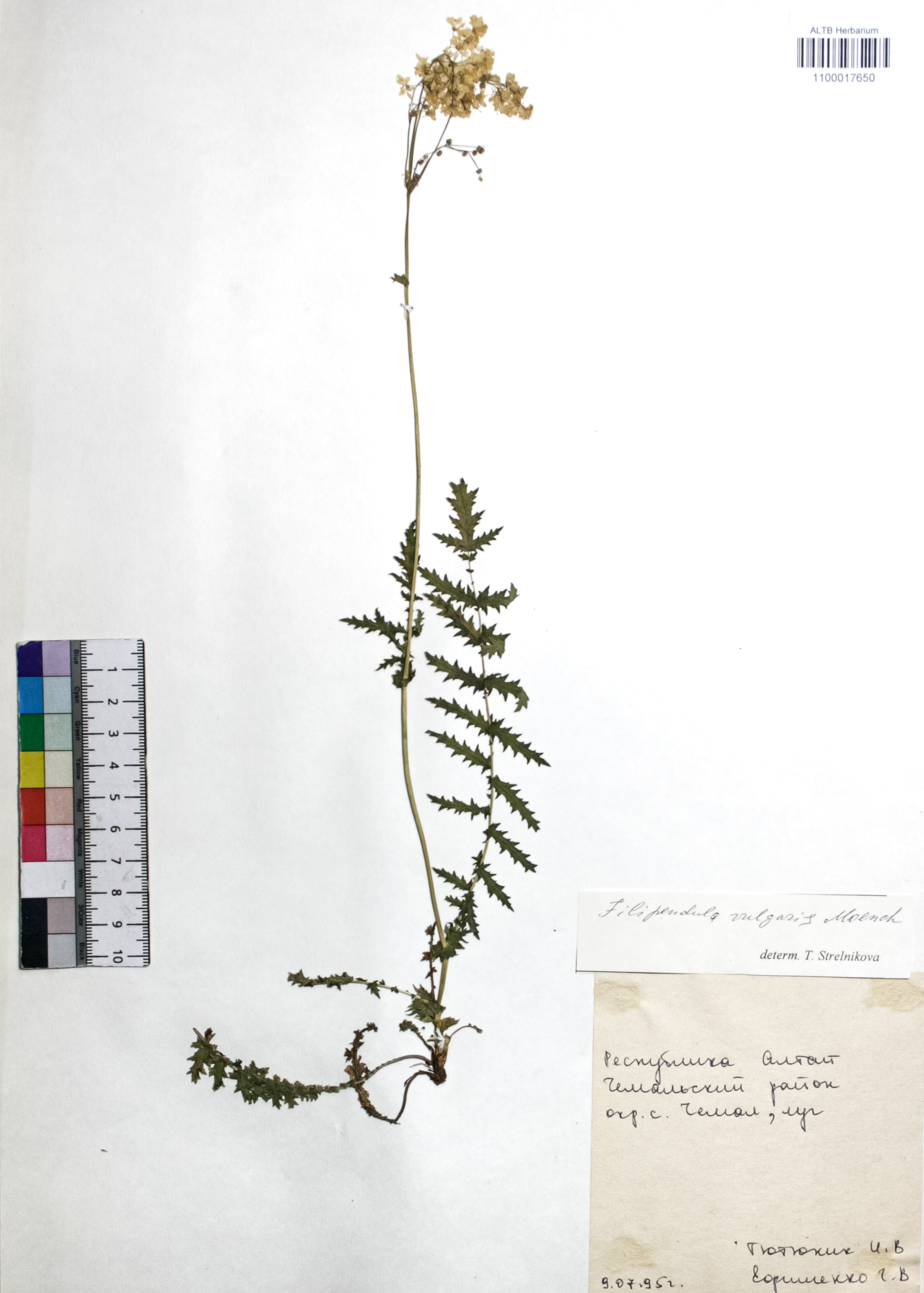 Filipendula vulgaris Moench