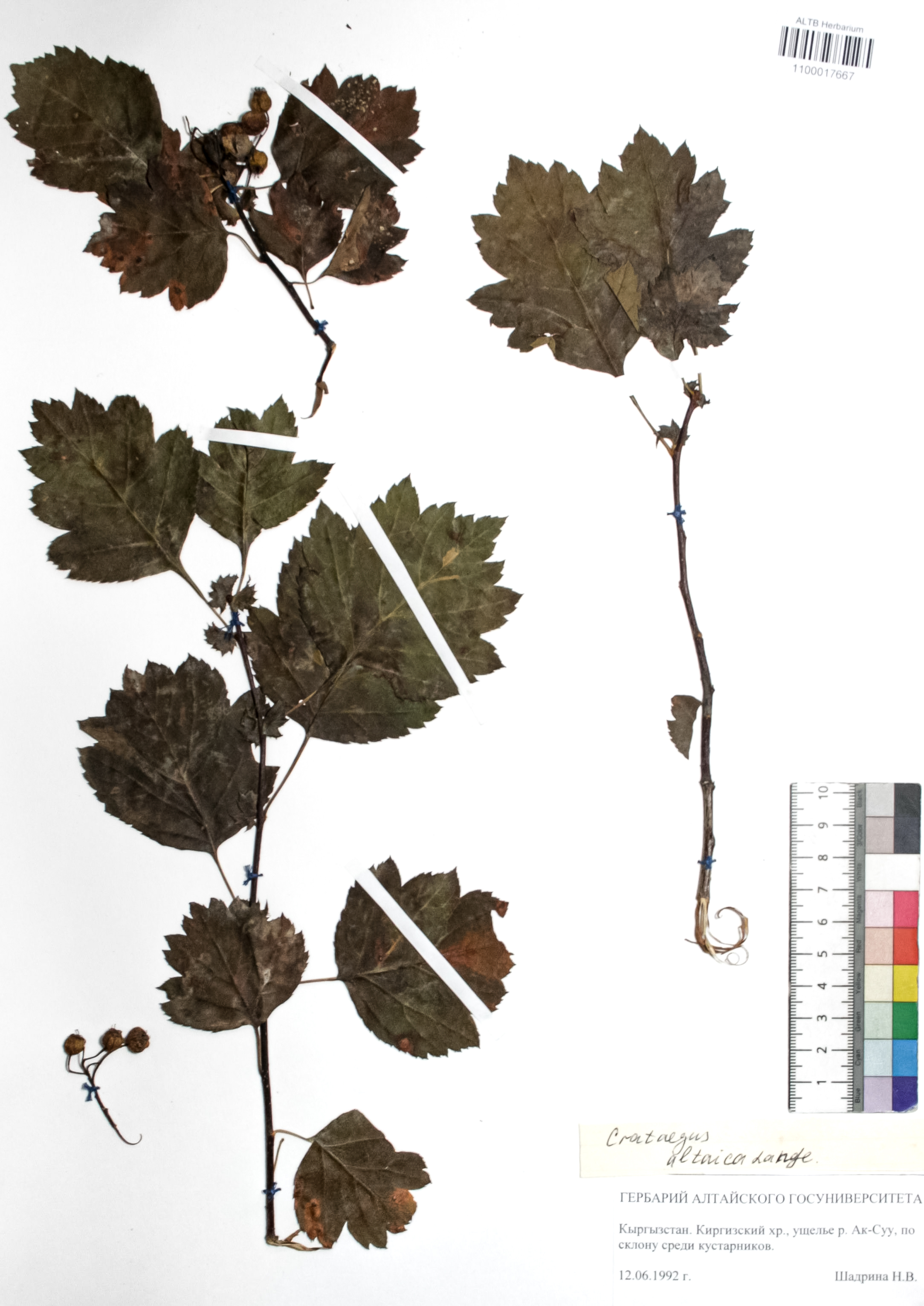 Crataegus altaica Ledeb. ex Loudon