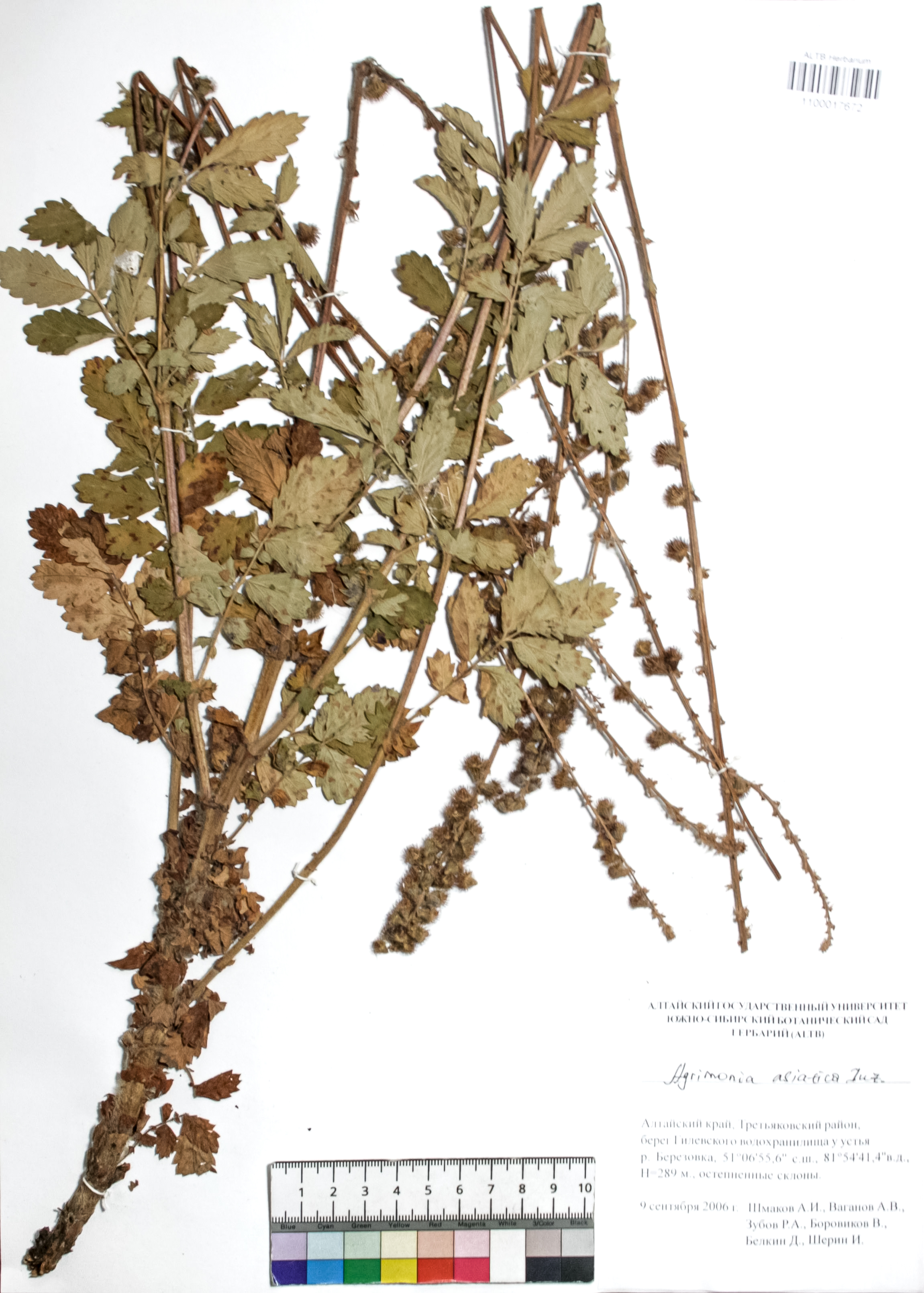 Agrimonia asiatica Juz.