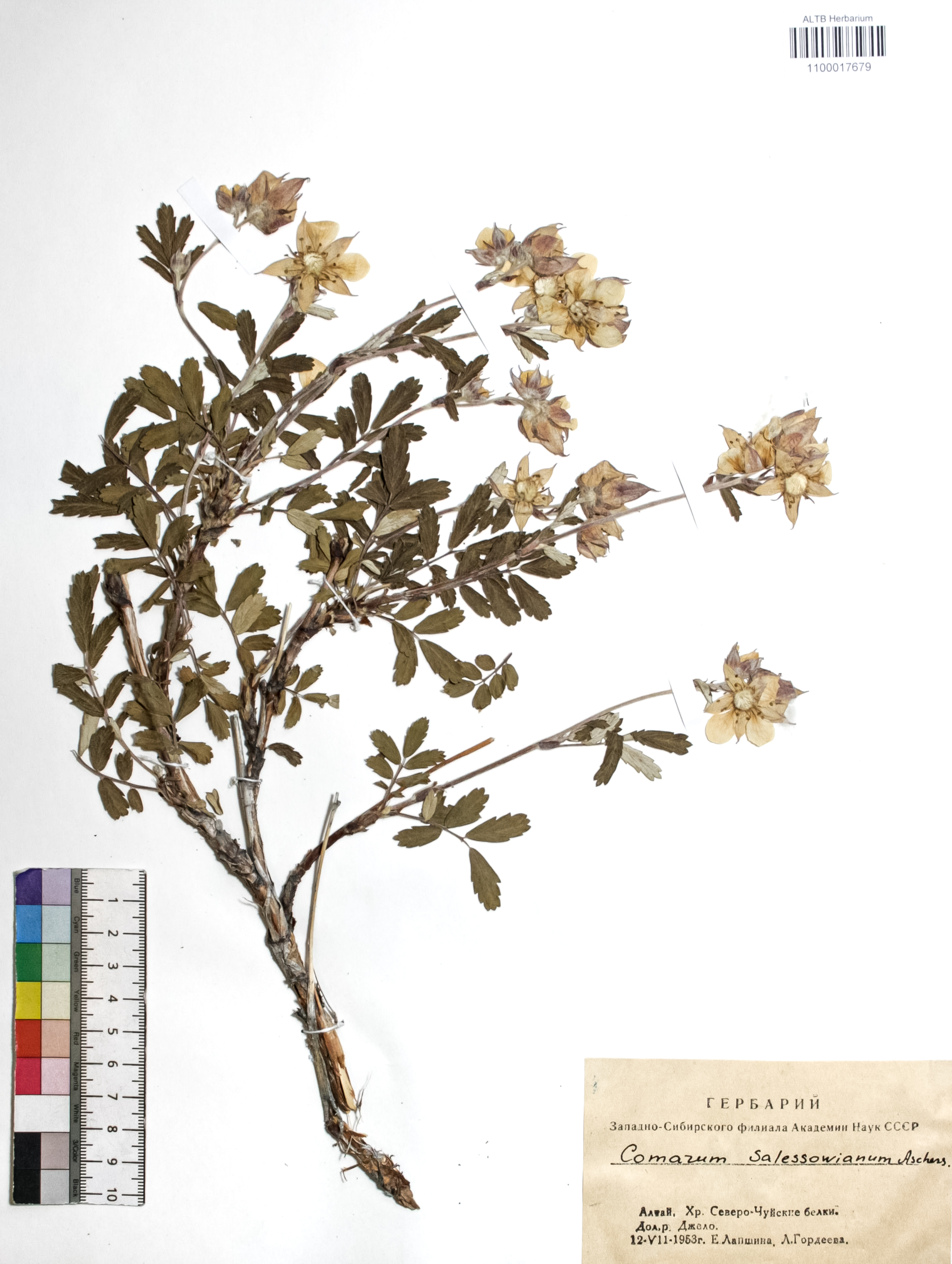 Comarum salesovianum (Steph) Asch. et Graebn.