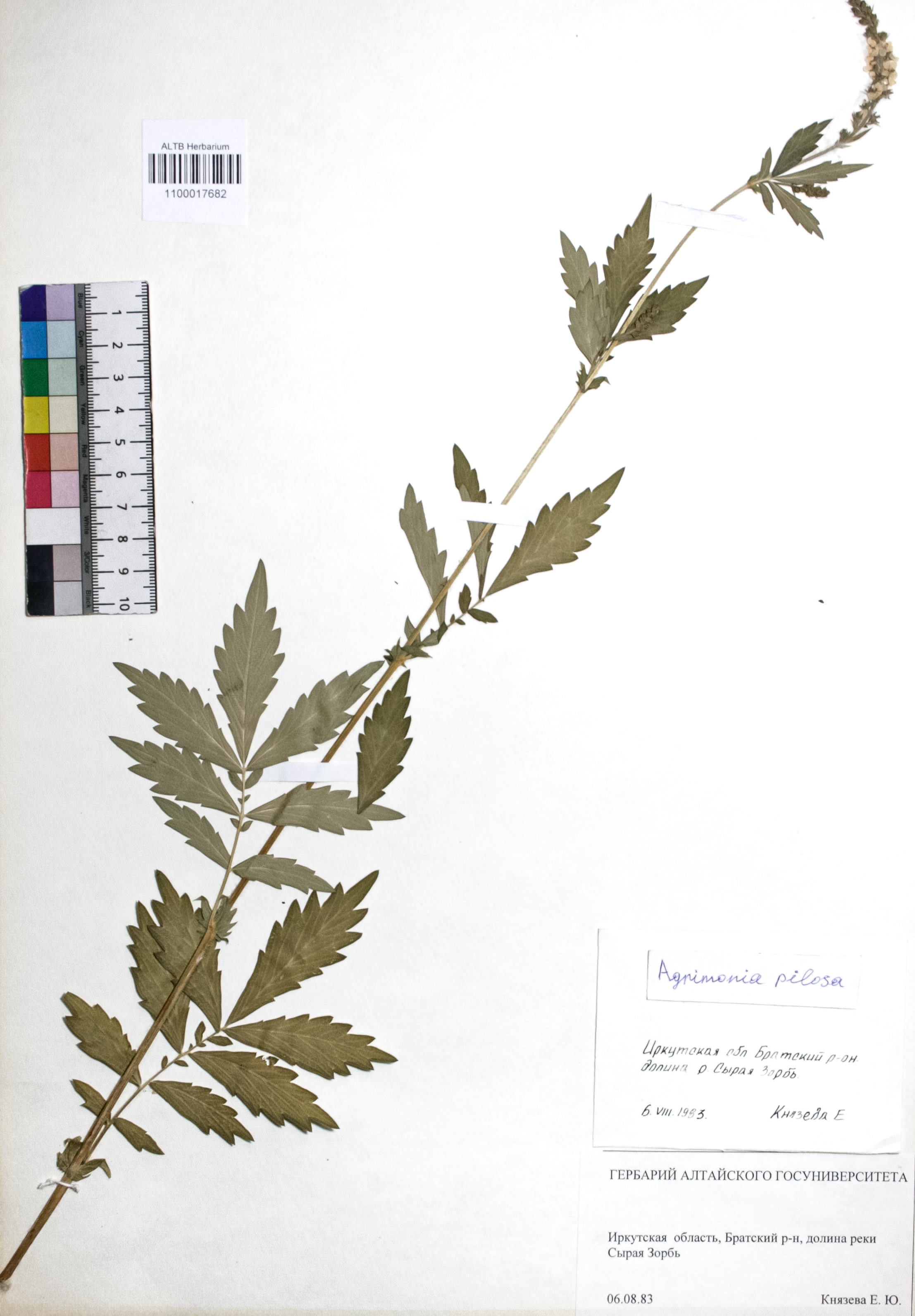 Agrimonia pilosa Ledeb.
