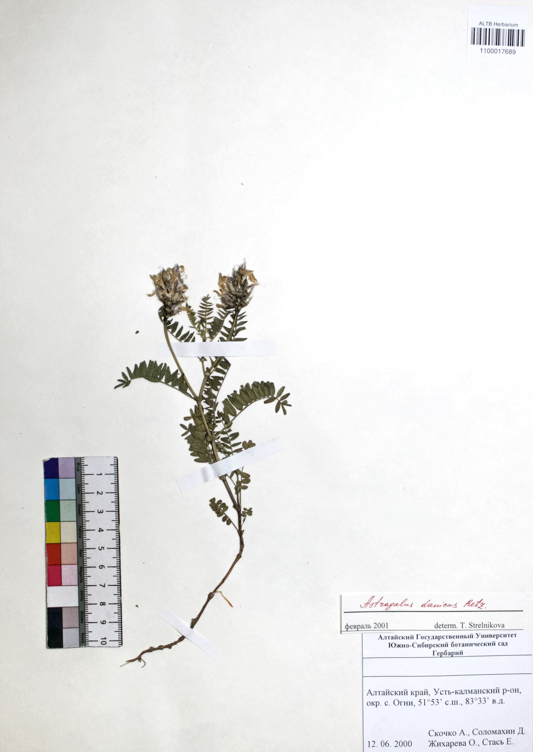 Astragalus danicus Retz.