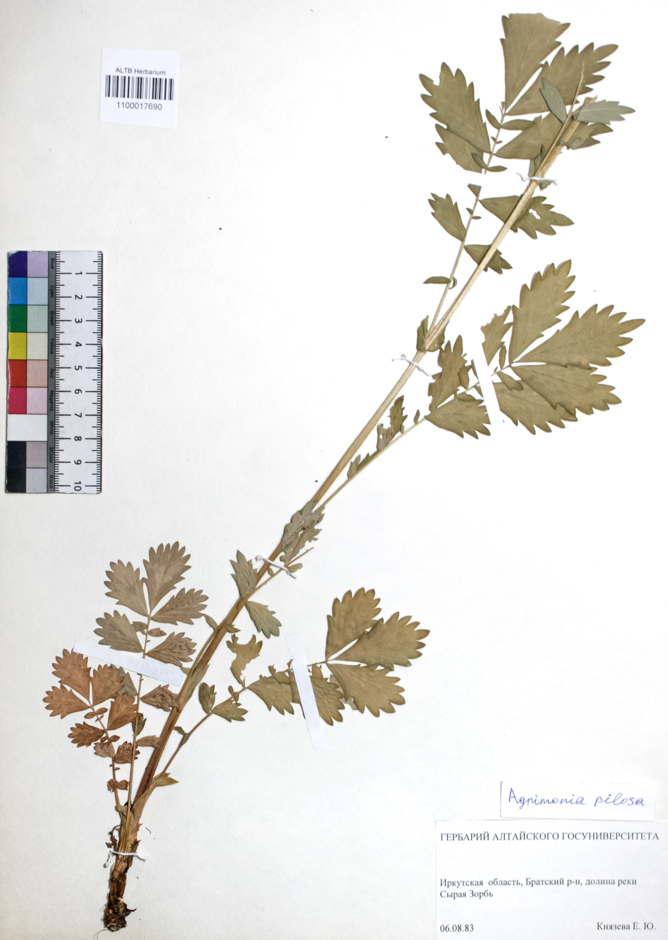 Agrimonia pilosa Ledeb.