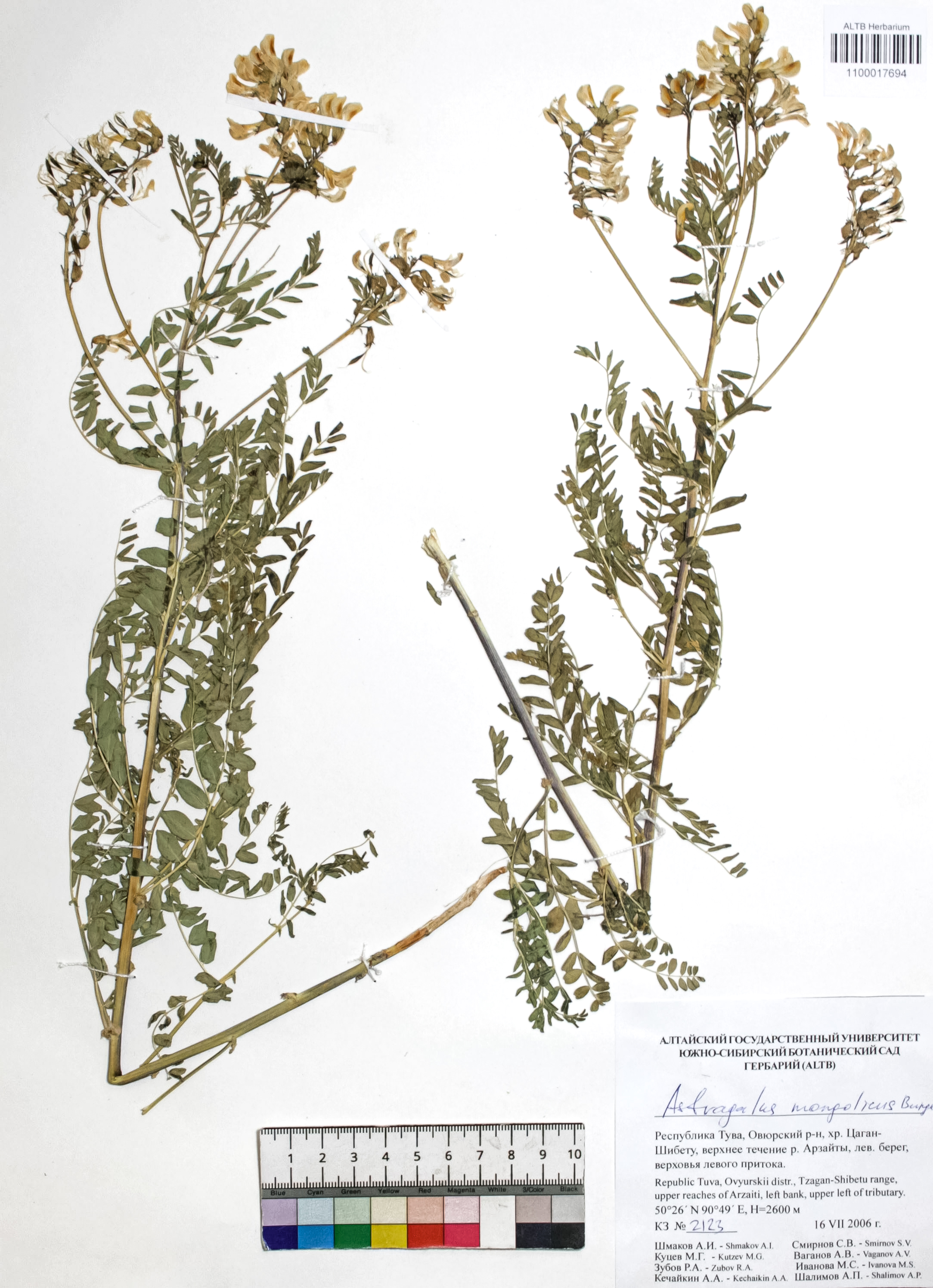 Astragalus mongolicus Bunge
