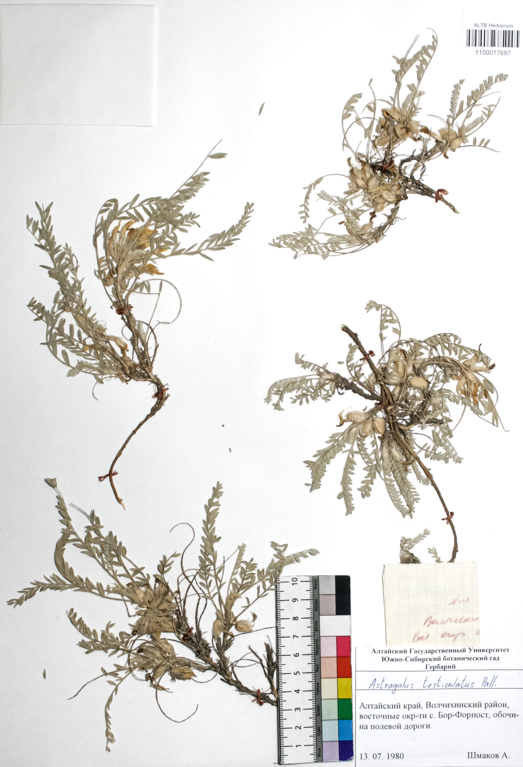 Astragalus testiculatus Pall. 