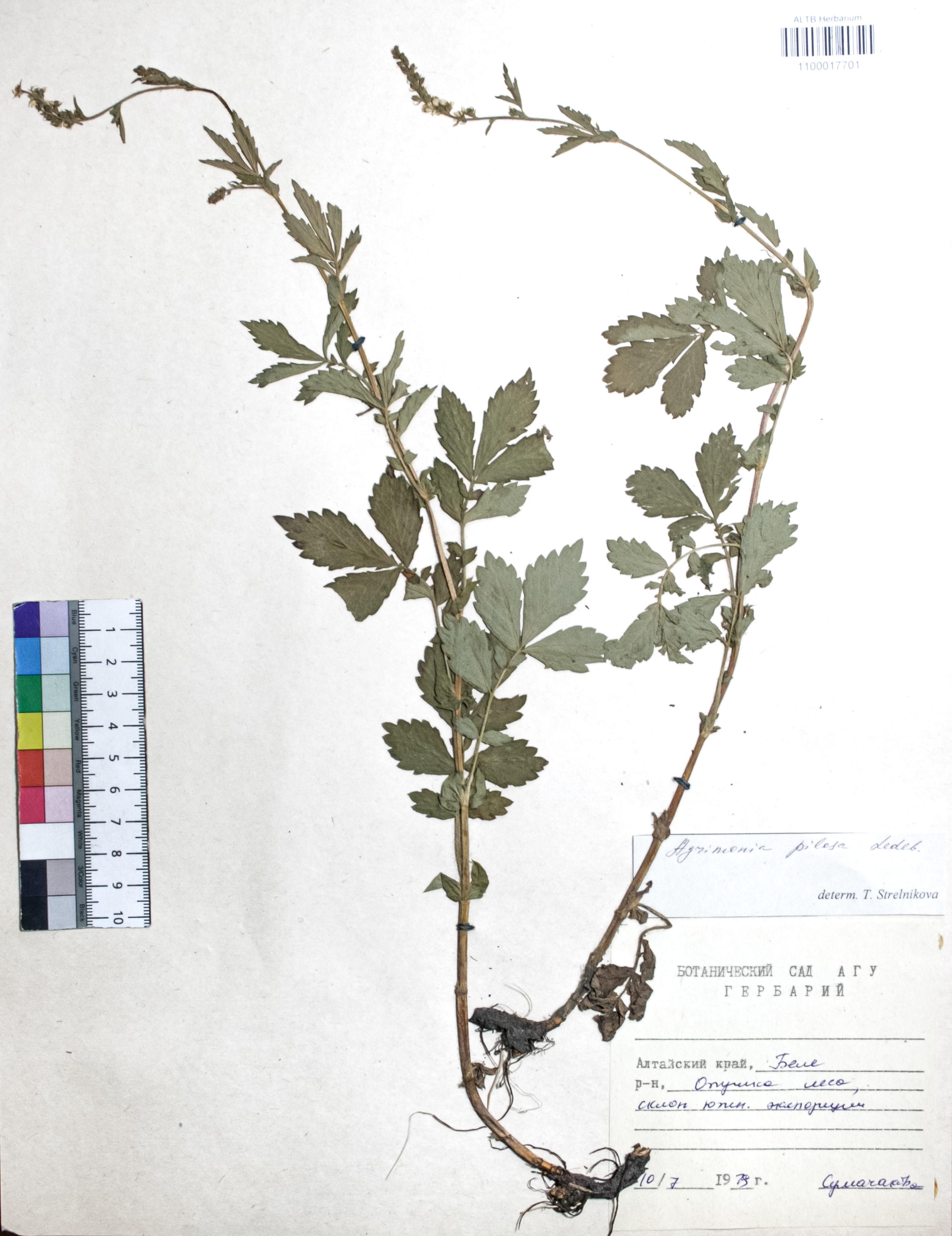 Agrimonia pilosa Ledeb.