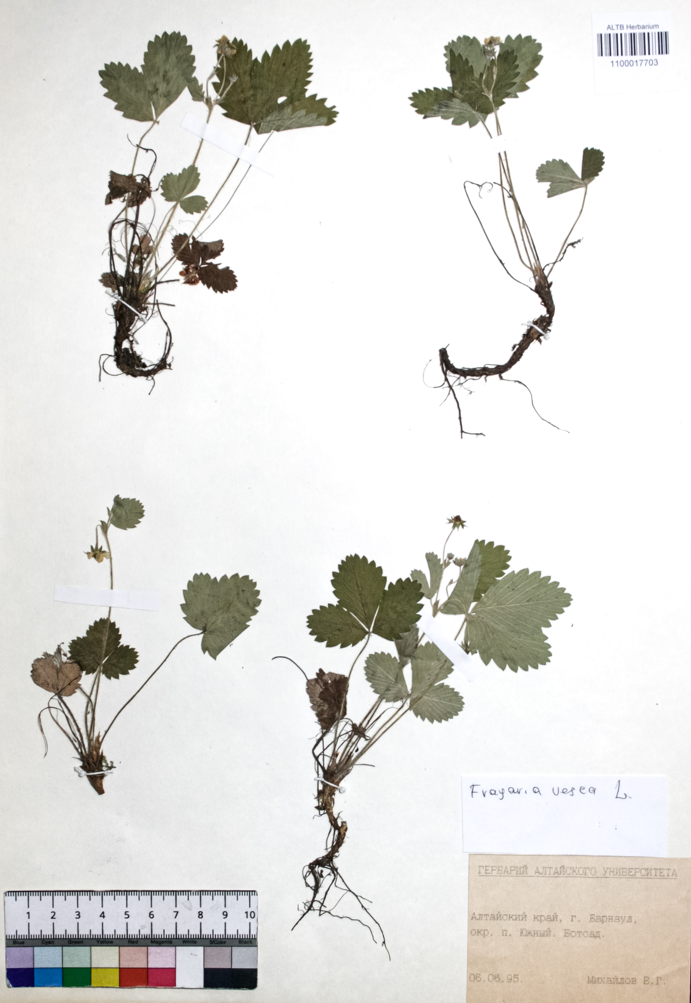 Fragaria vesca L.