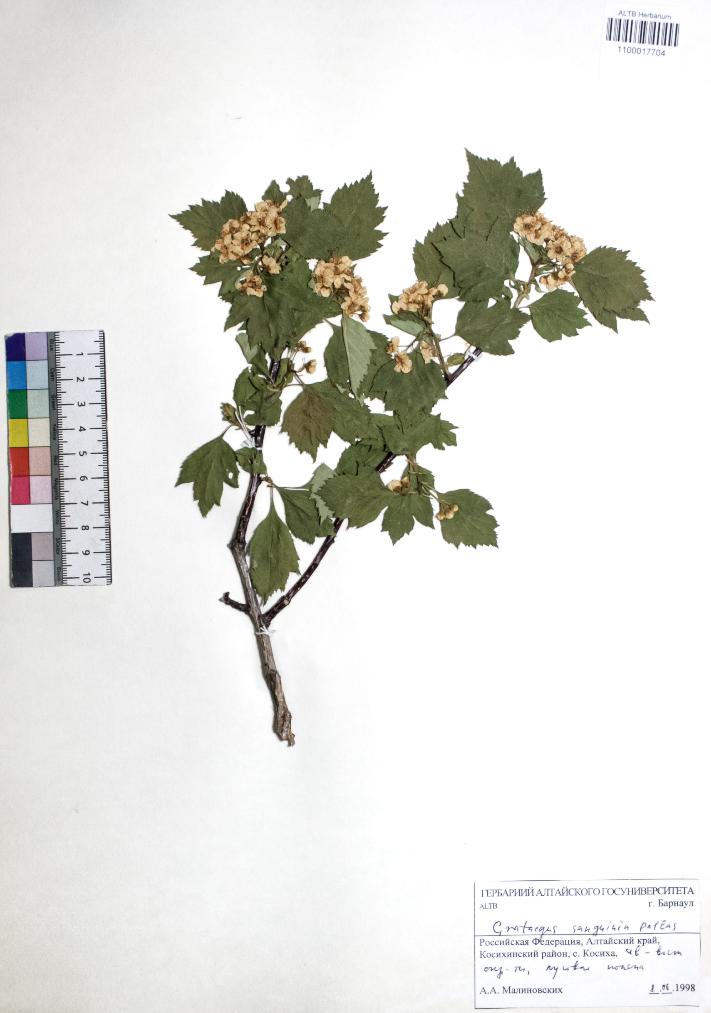Crataegus sanguinea Pall.