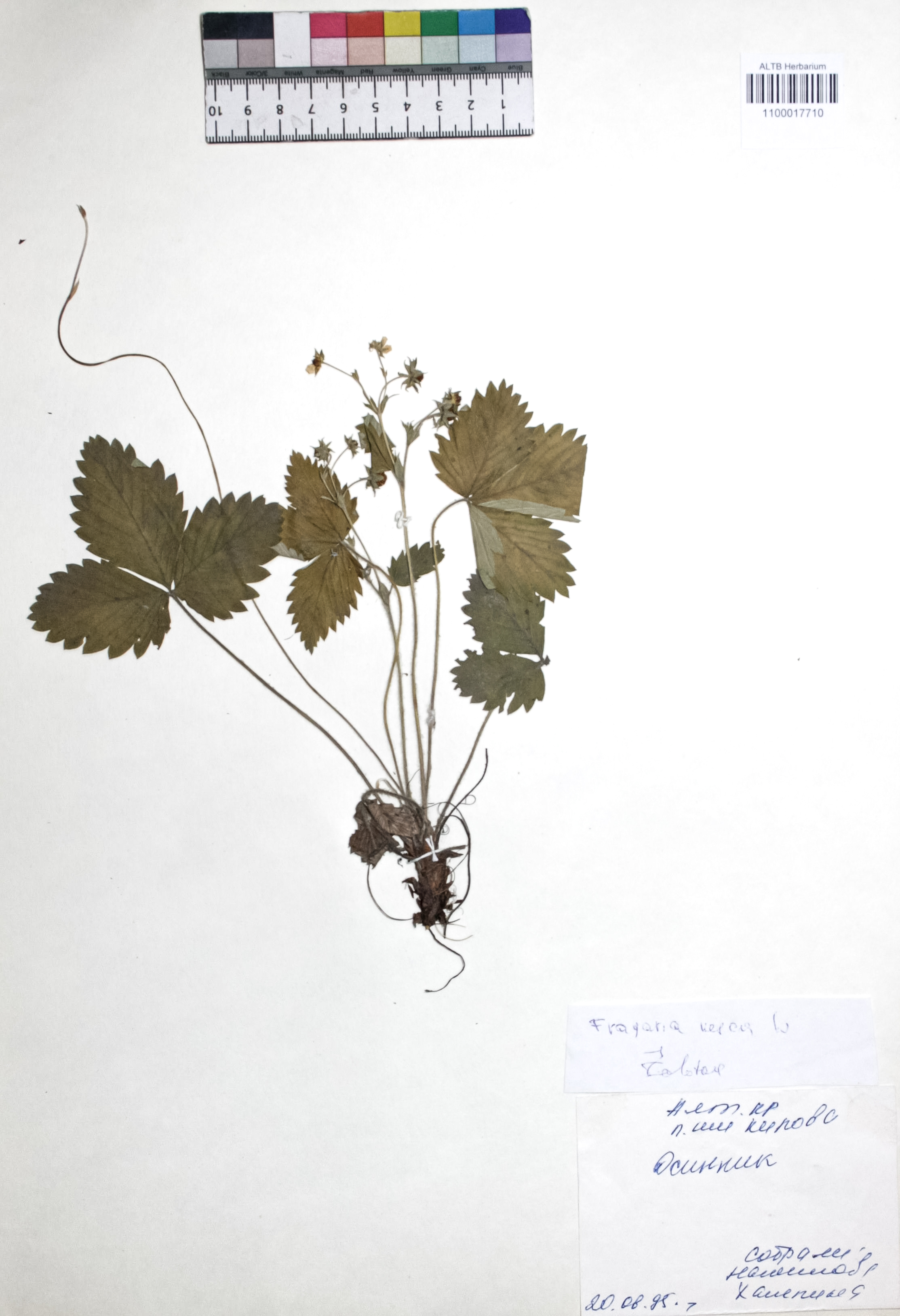 Fragaria vesca L.