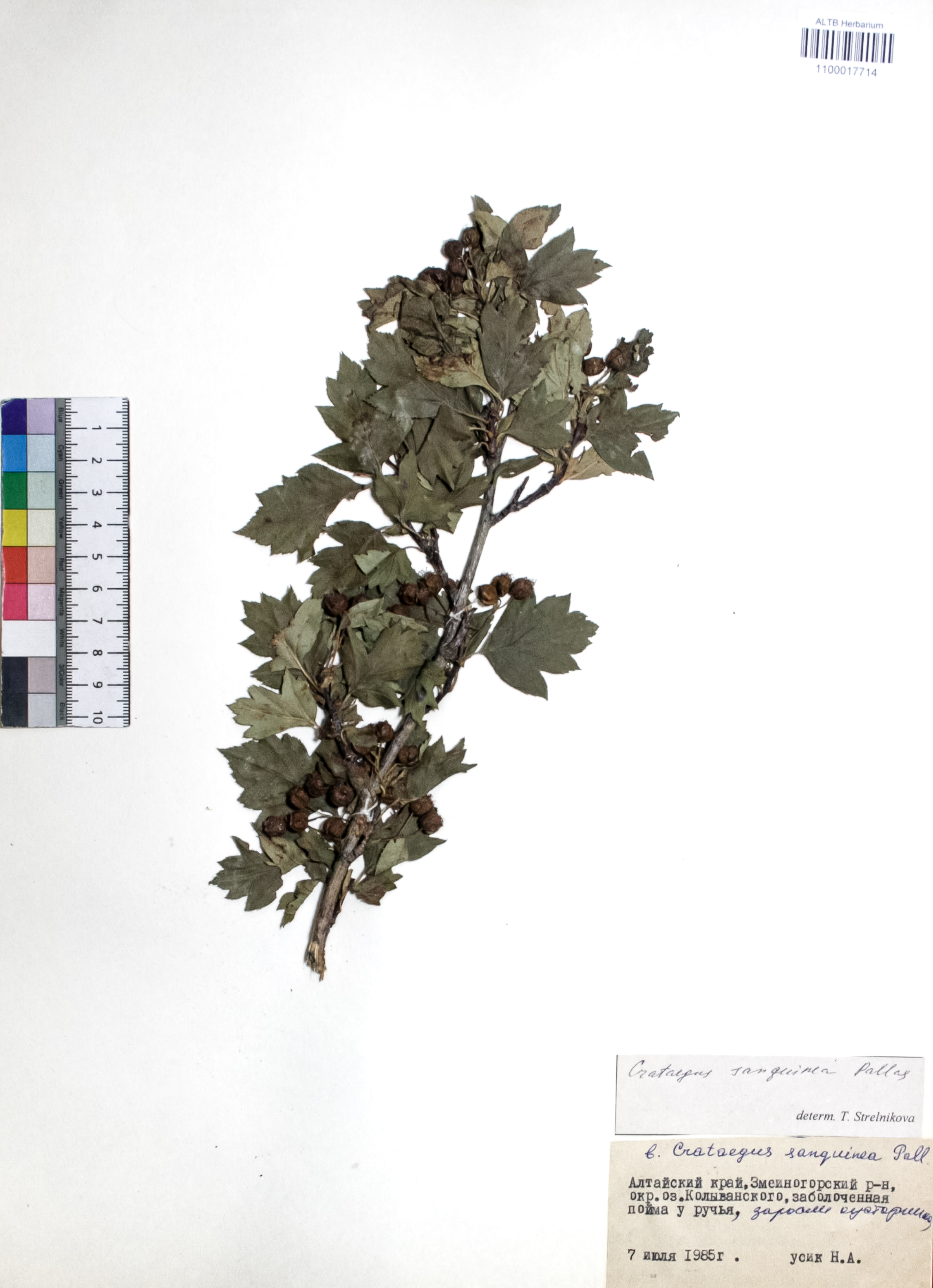 Crataegus sanguinea Pall.