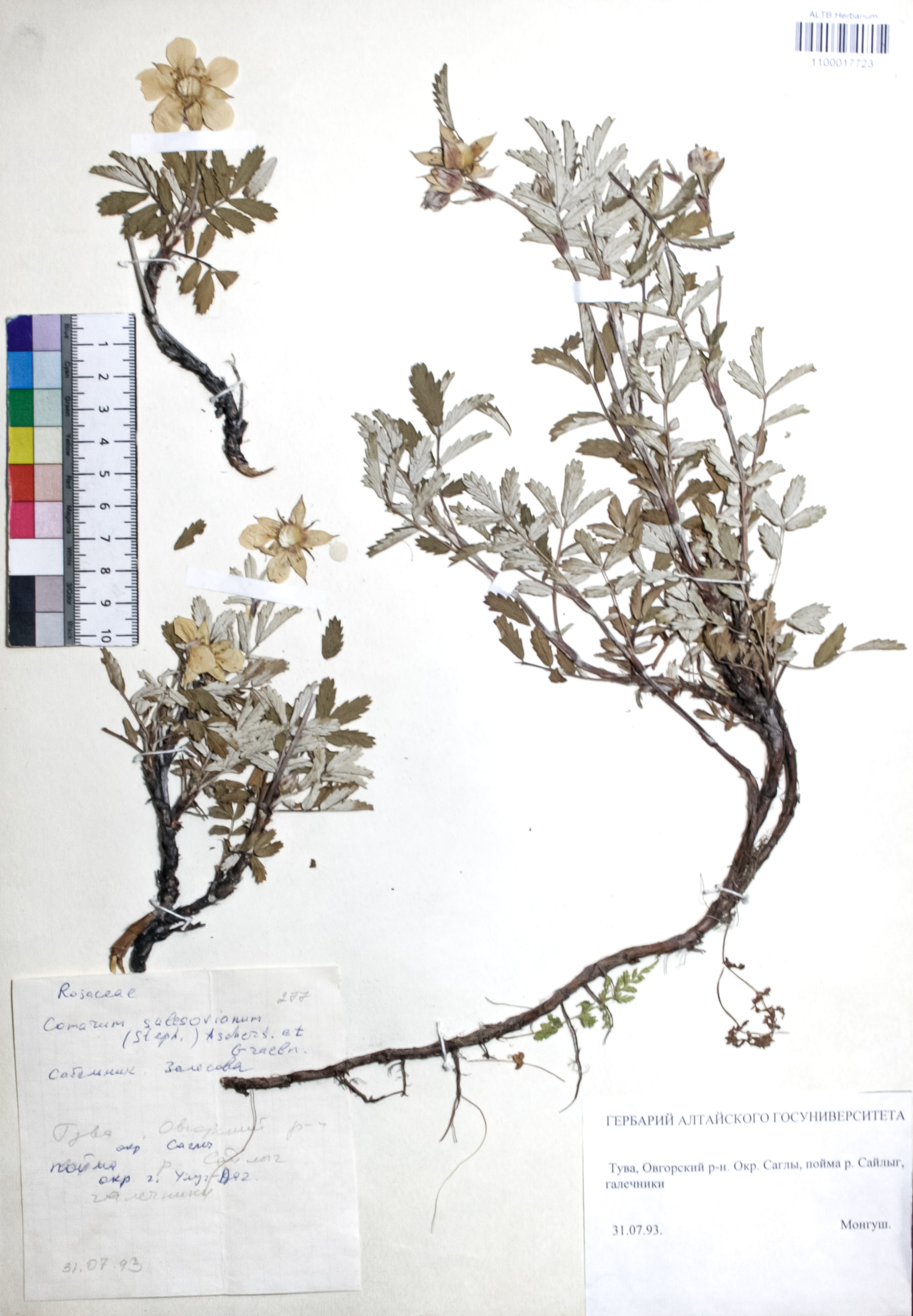 Comarum salesovianum (Steph) Asch. et Graebn.