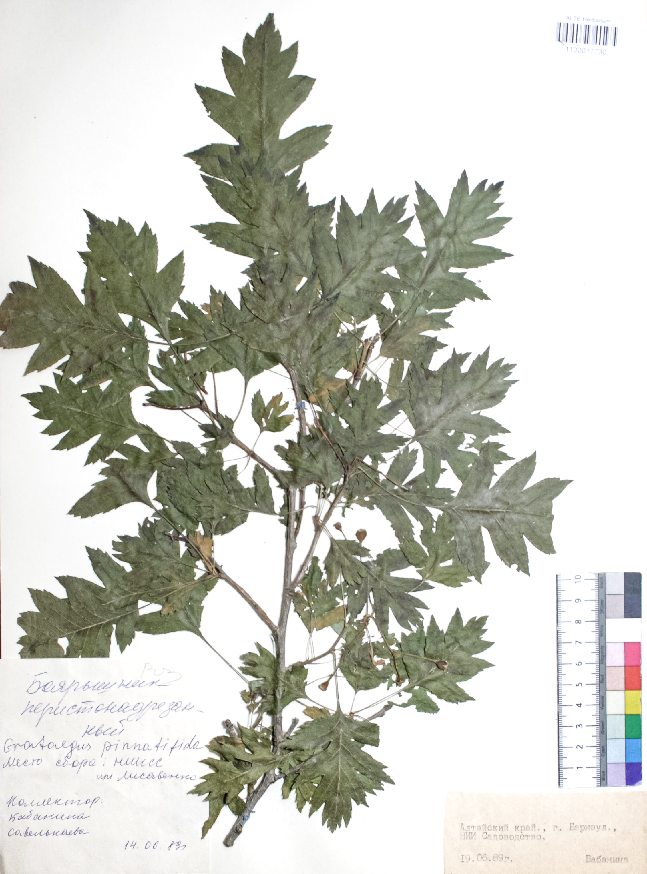 Crataegus pinnatifida Bunge