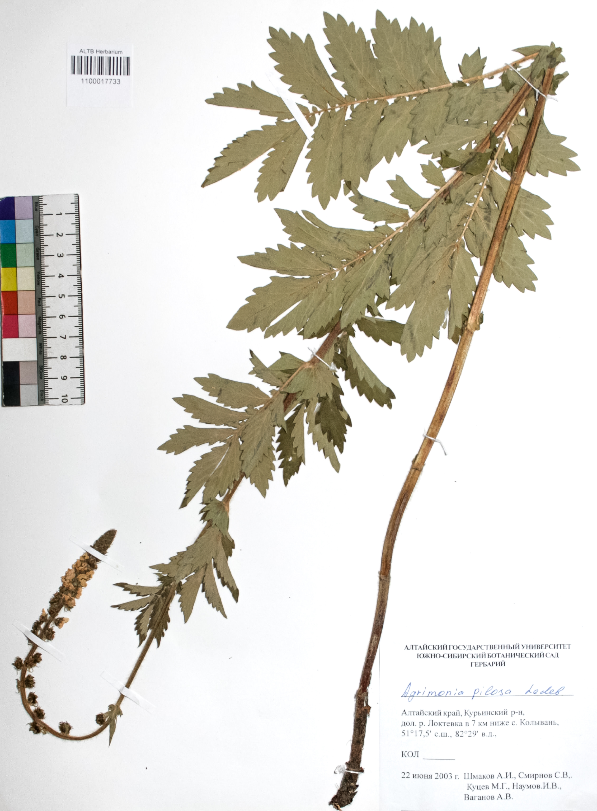 Agrimonia pilosa Ledeb.