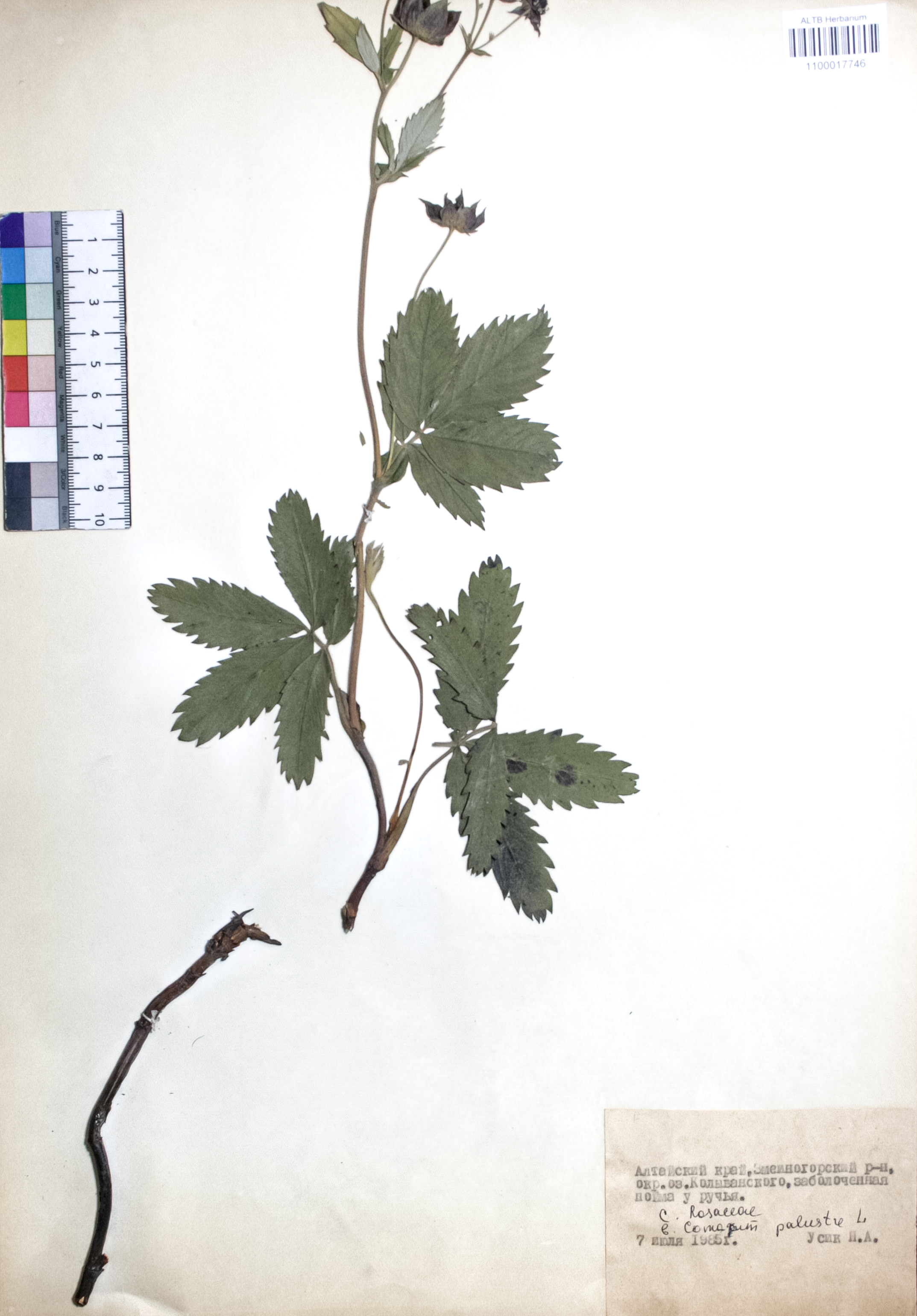 Comarum palustre L.