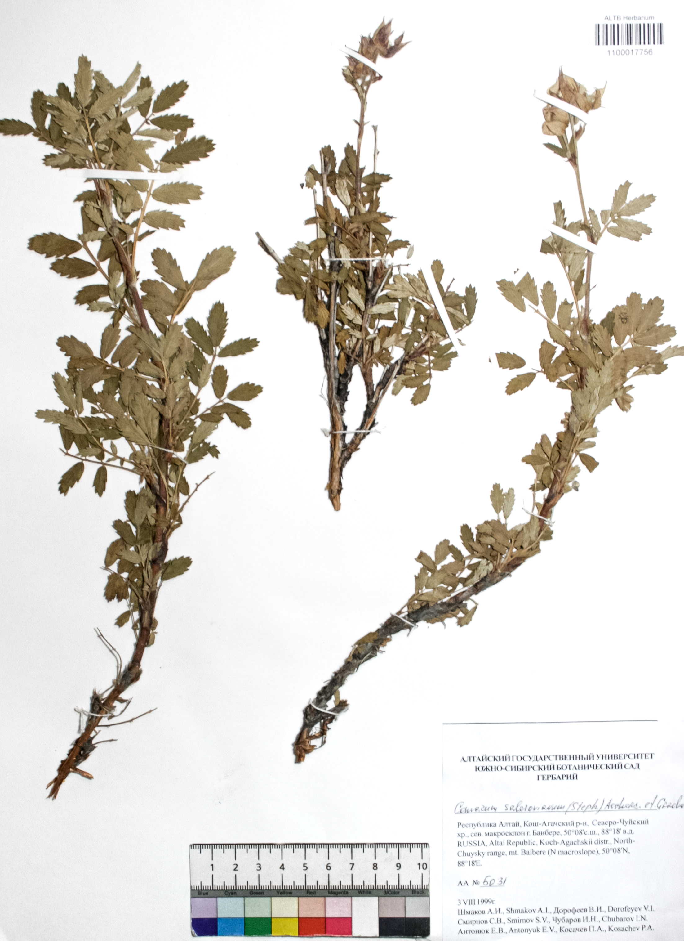 Comarum salesovianum (Steph) Asch. et Graebn.