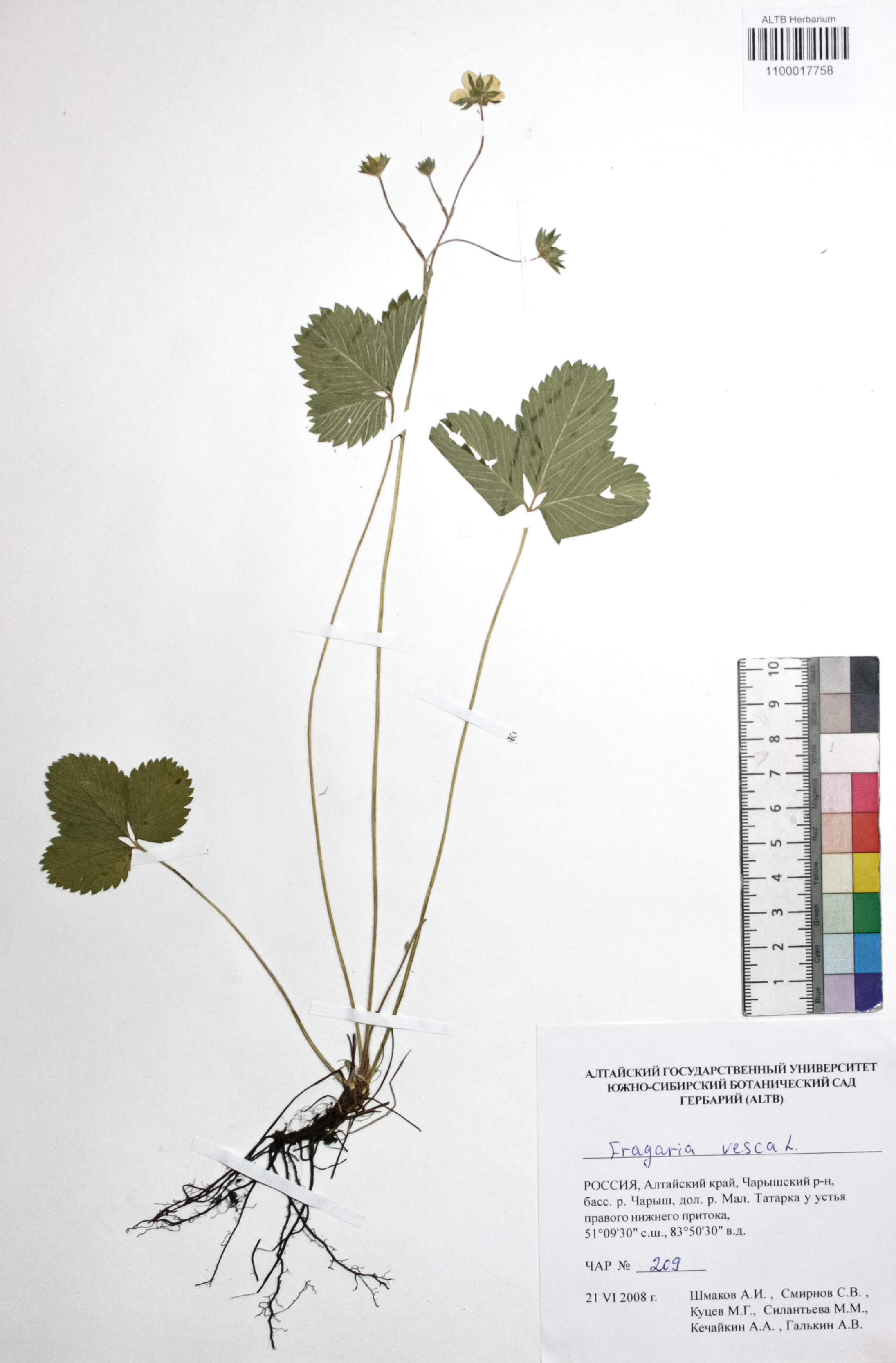 Fragaria vesca L.