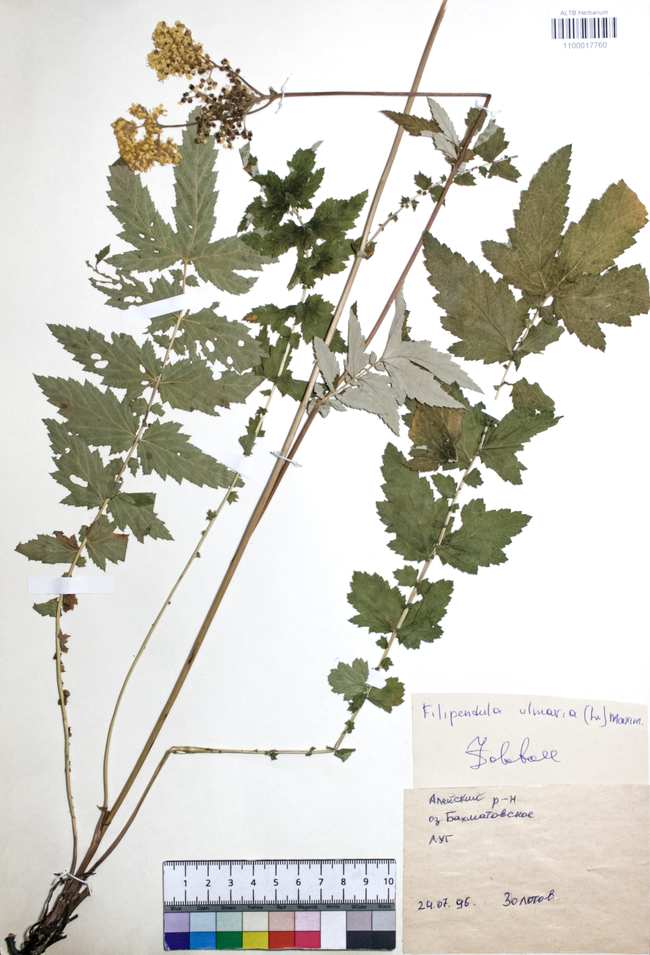 Filipendula ulmaria (L.) Maxim.