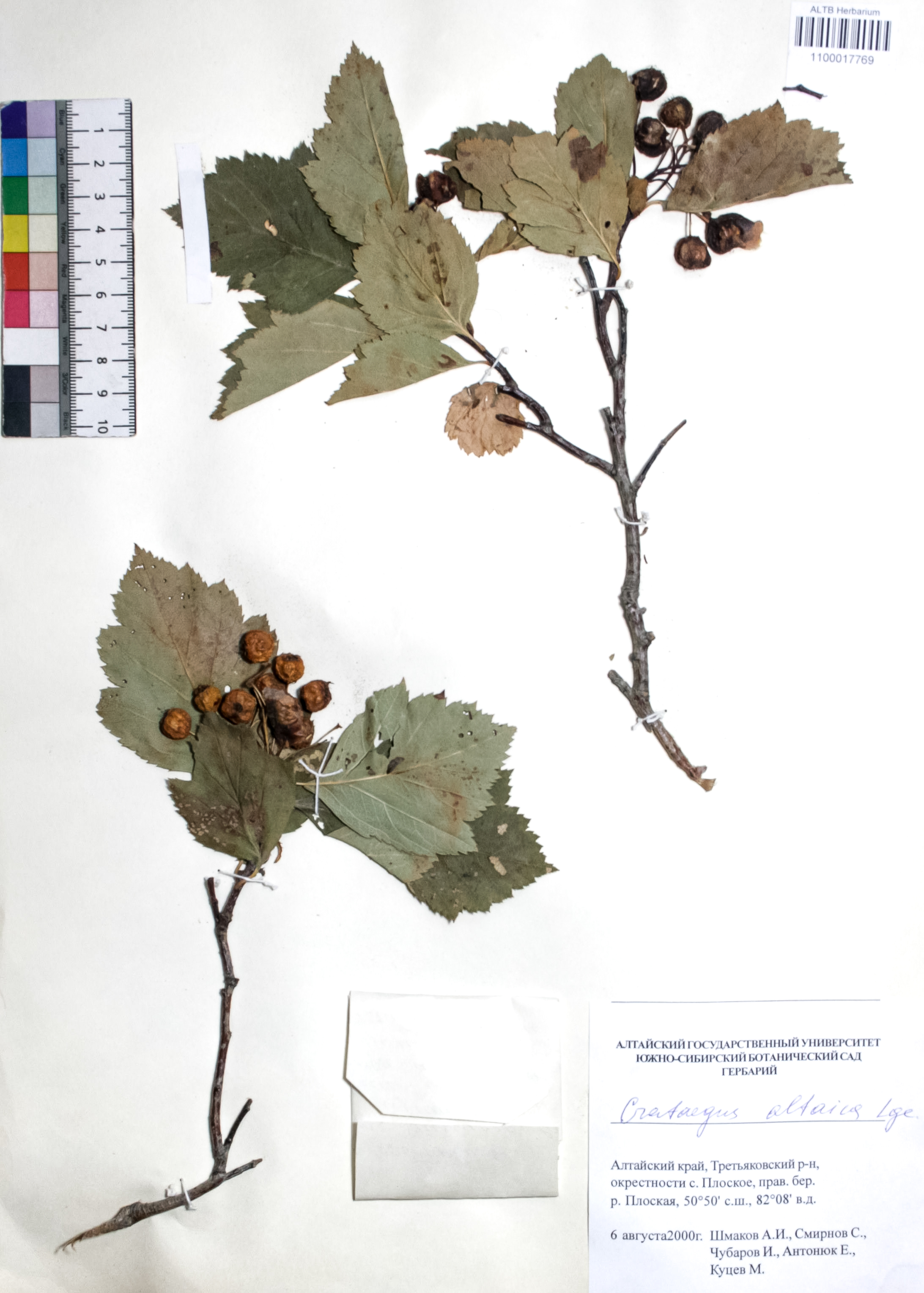 Crataegus altaica Ledeb. ex Loudon