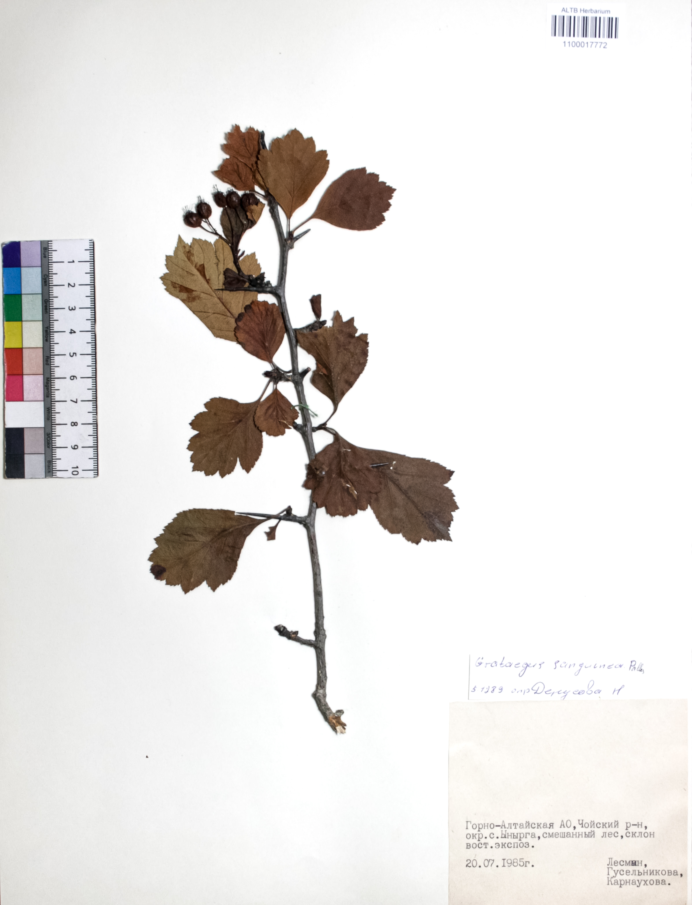 Crataegus sanguinea Pall.