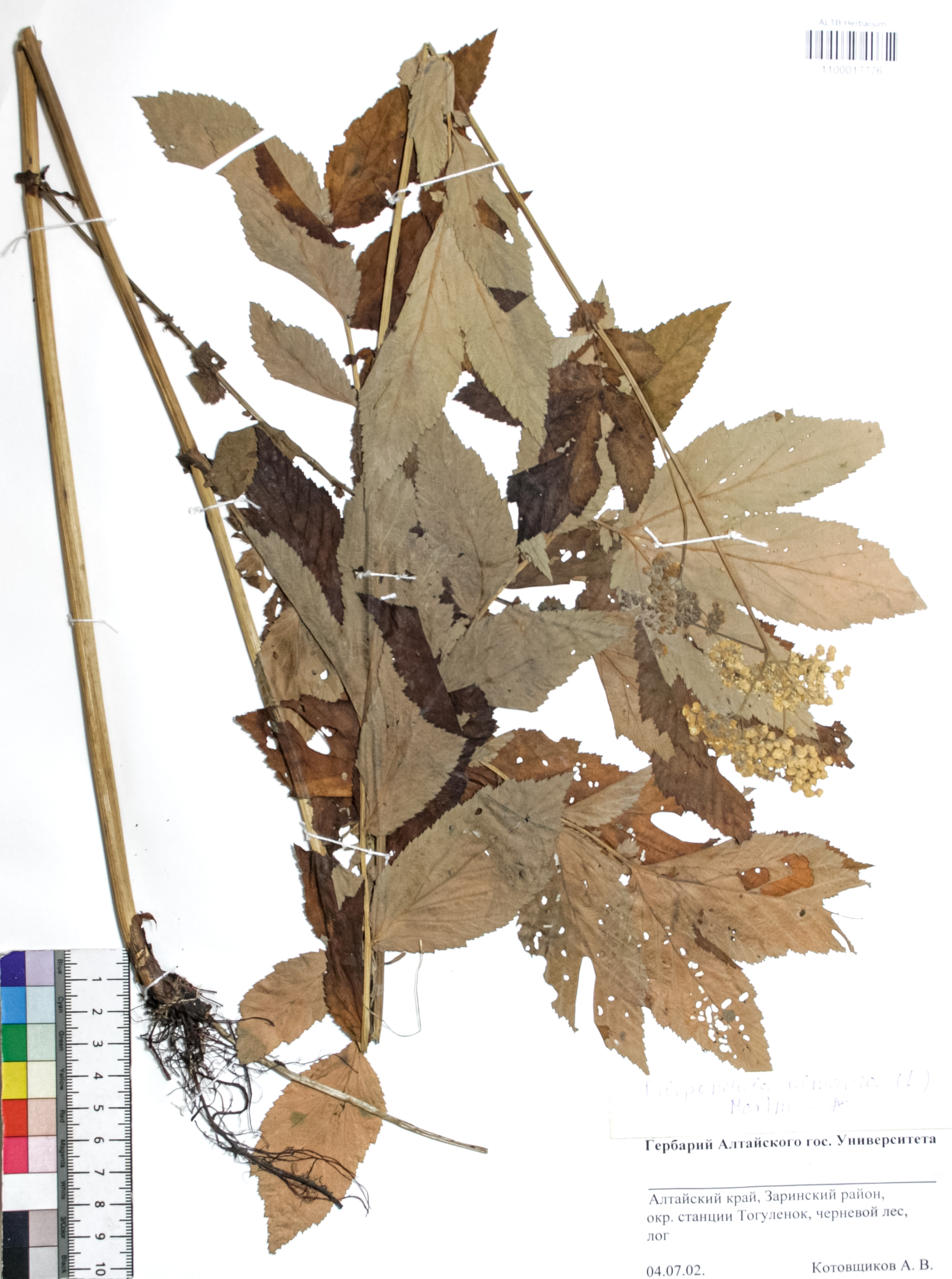 Filipendula ulmaria (L.) Maxim.