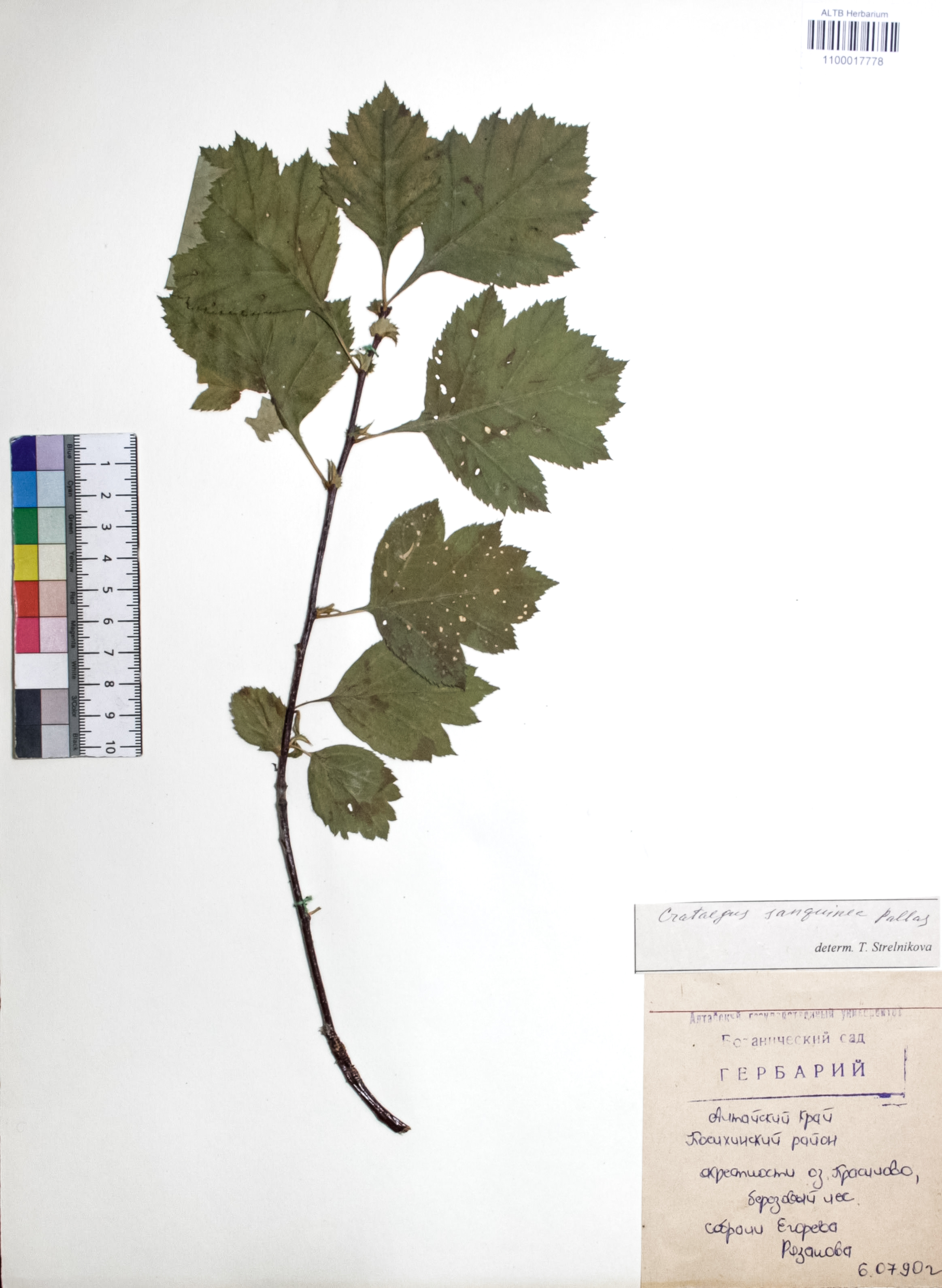 Crataegus sanguinea Pall.
