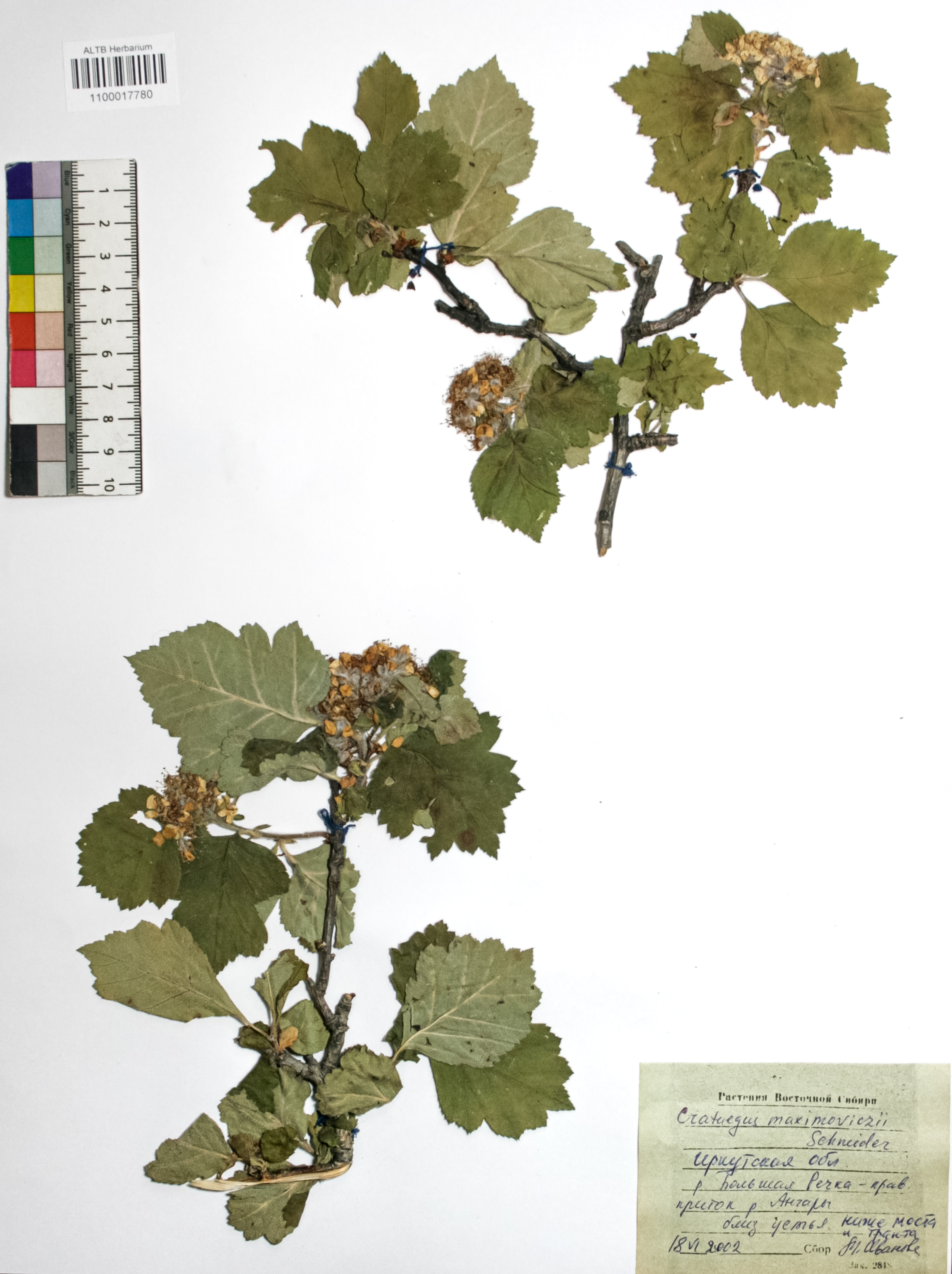 Crataegus maximowiczii Pojark.