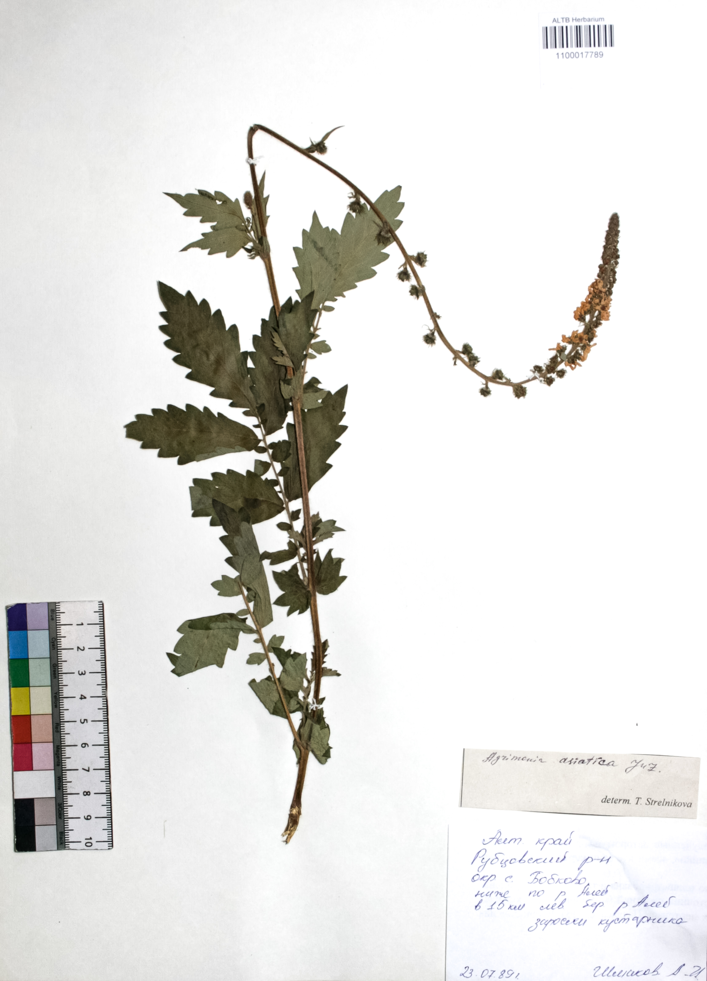 Agrimonia asiatica Juz.