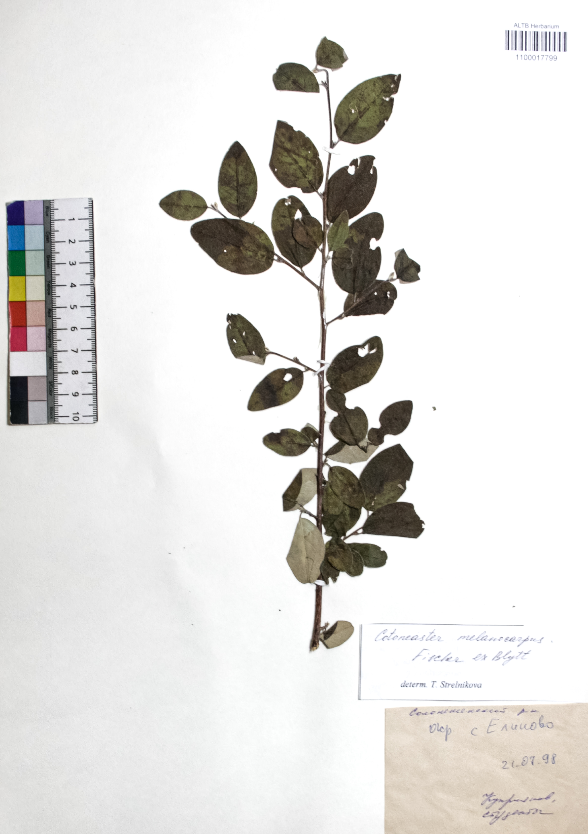 Cotoneaster melanocarpus Fisch. ex Blytt