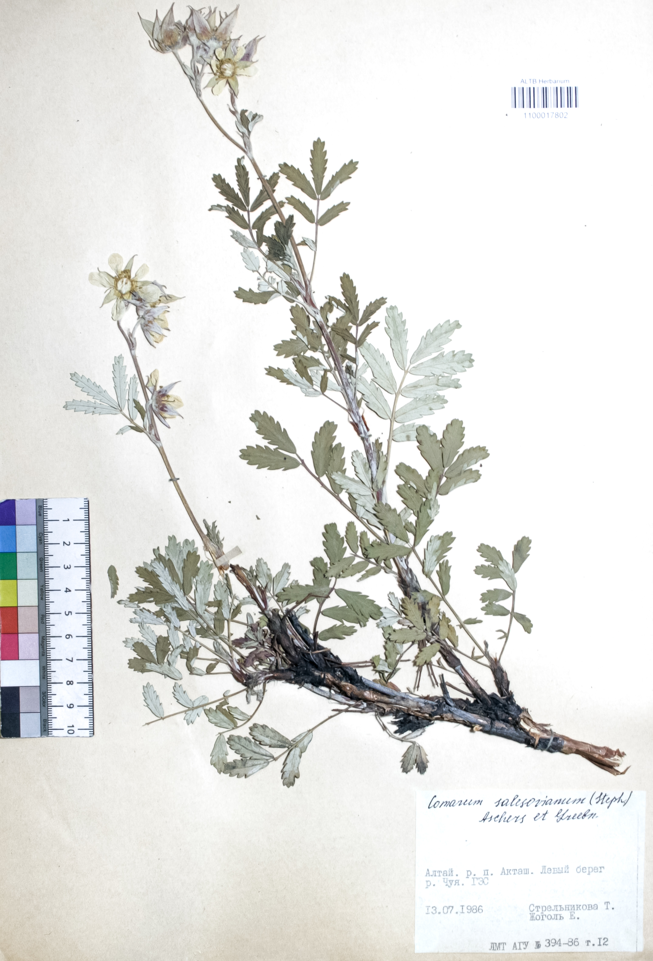 Comarum salesovianum (Steph) Asch. et Graebn.