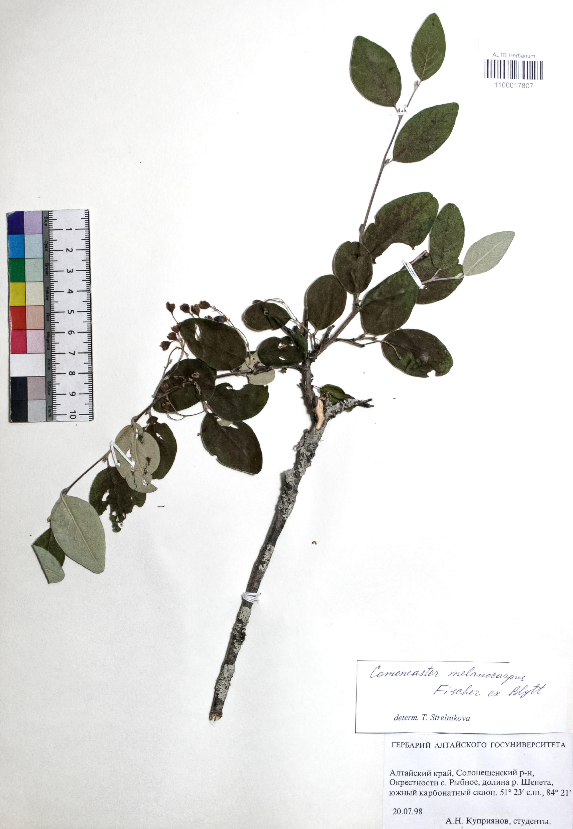 Cotoneaster melanocarpus Fisch. ex Blytt
