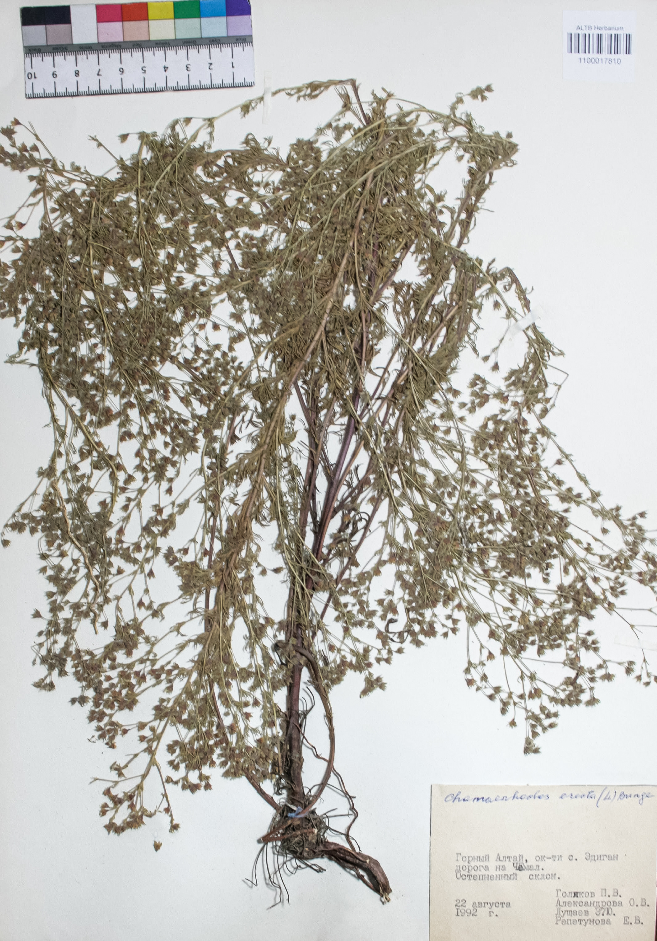 Chamaerhodos erecta (L.) Bunge
