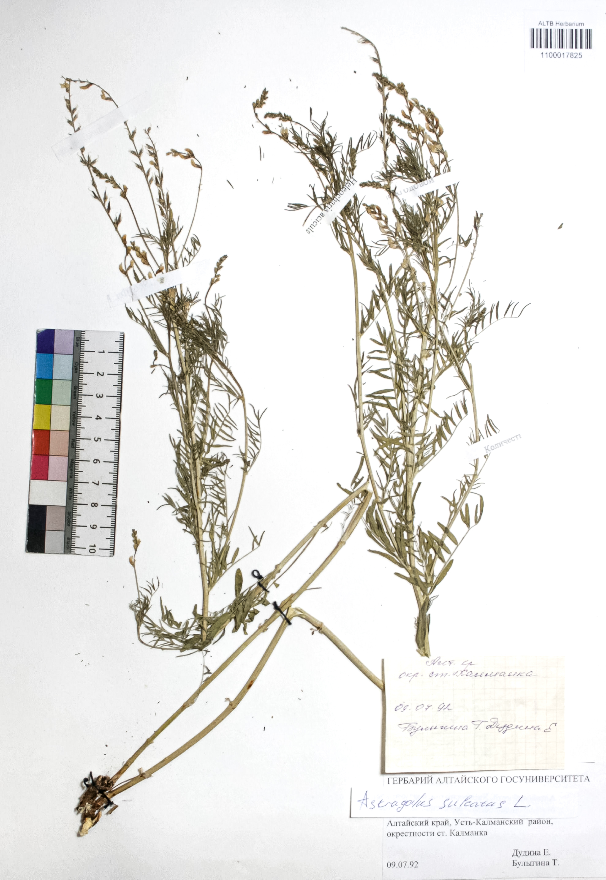 Astragalus sulcatus L.