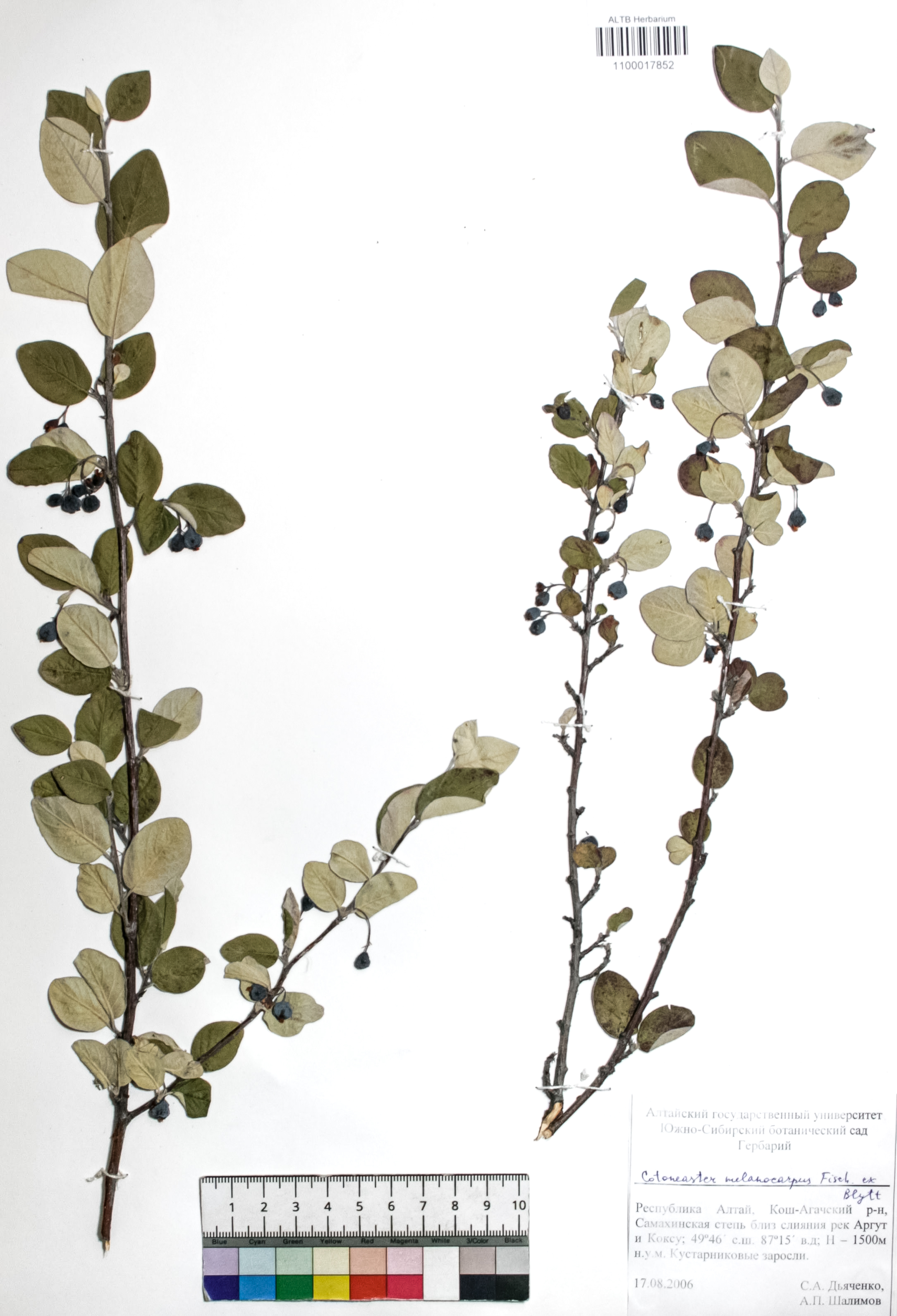 Cotoneaster melanocarpus Fisch. ex Blytt