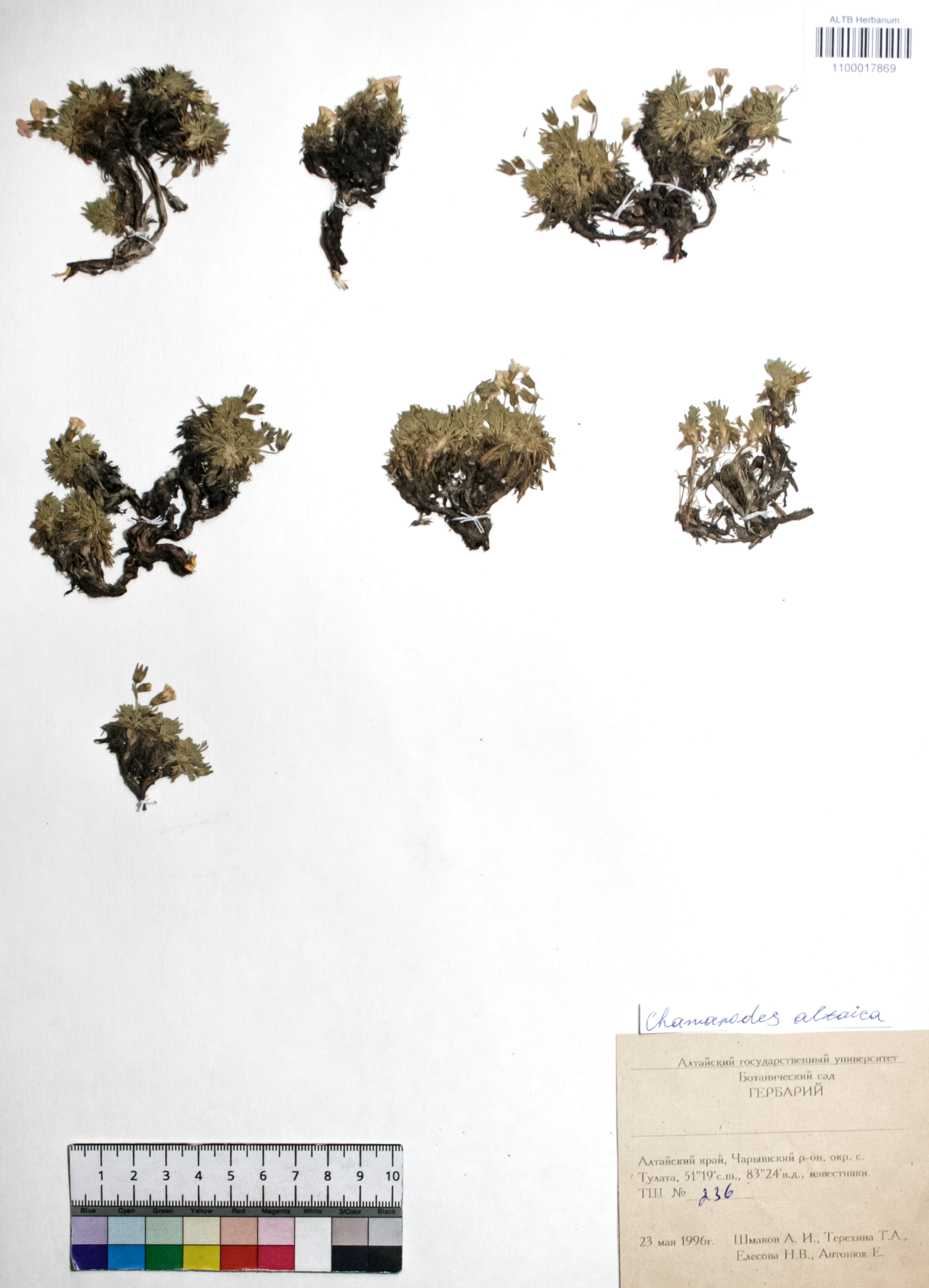 Chamaerhodos altaica (Laxm.) Bunge 